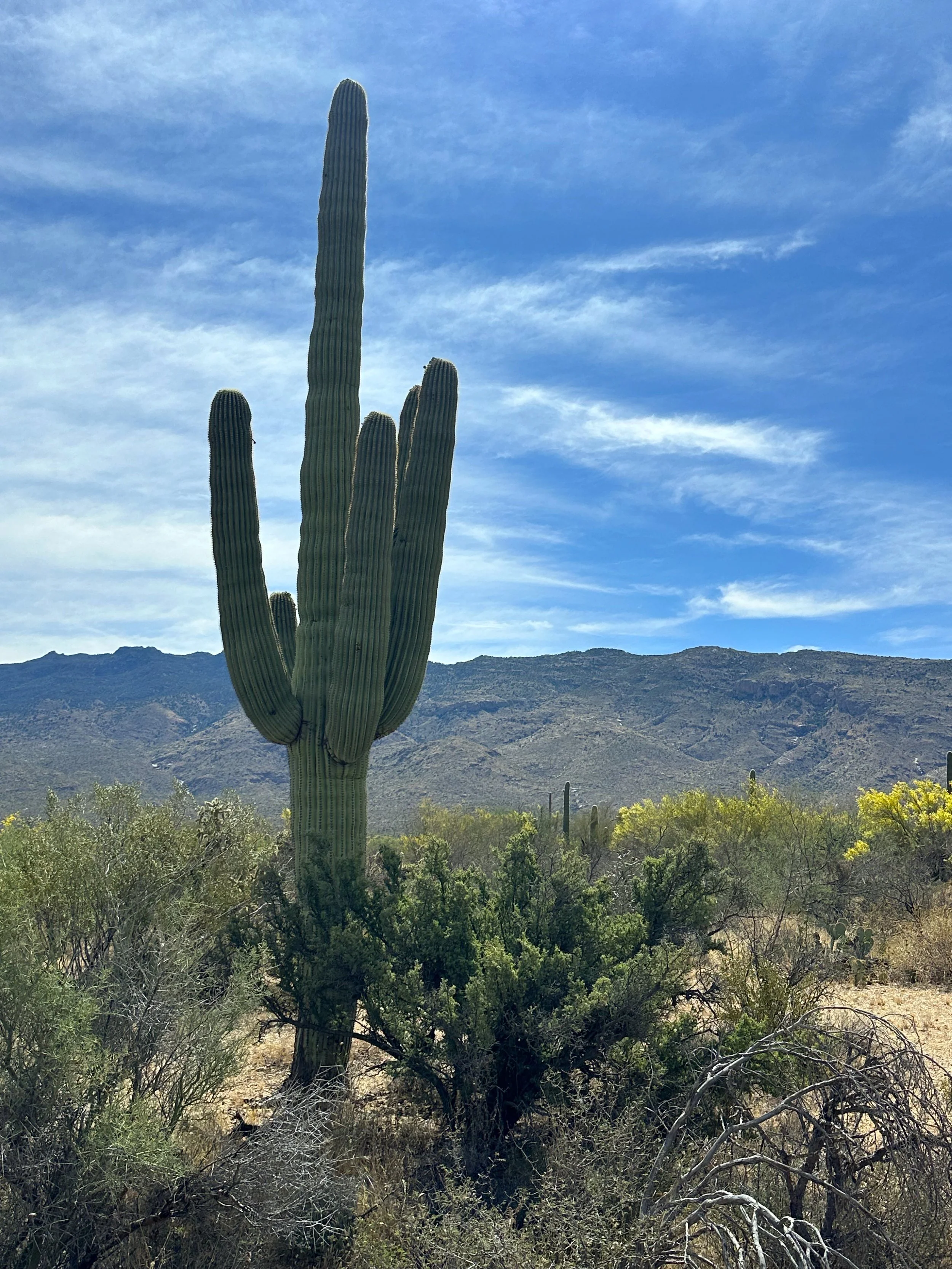 IMG_9506_Saguaro NP.jpg