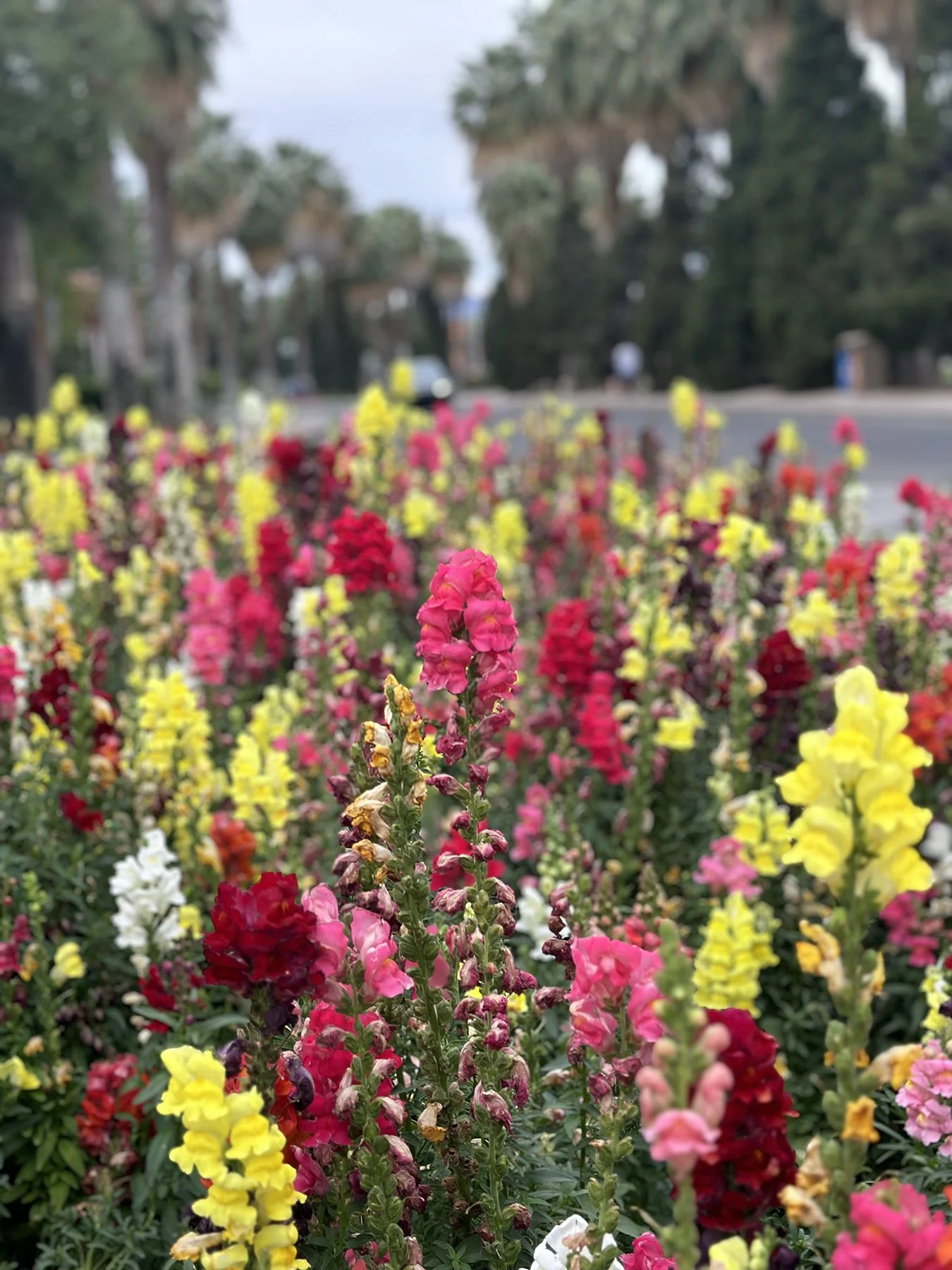 IMG_9533_U of A_Campus.jpg