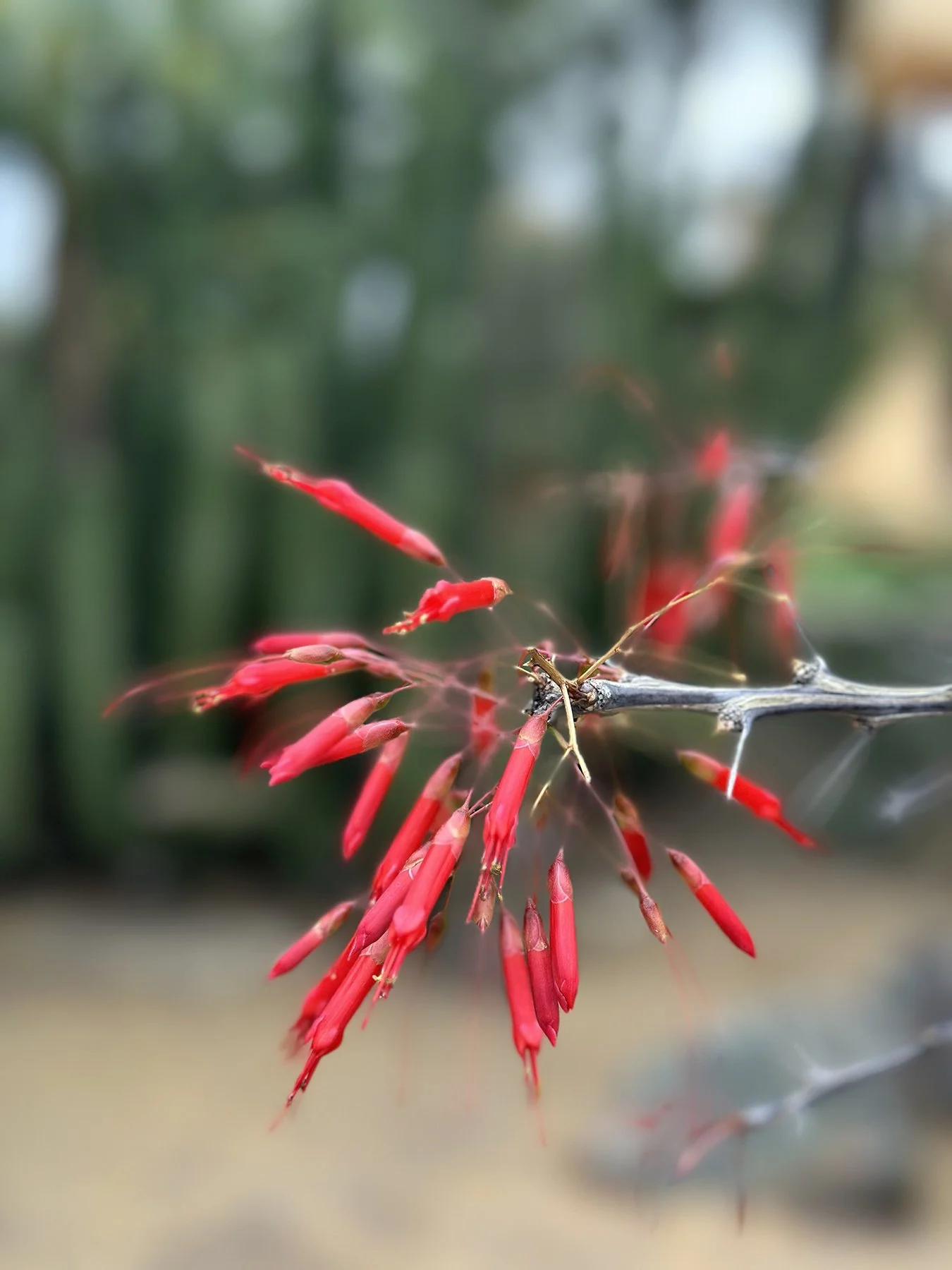 IMG_9549_U of Arizona.jpg