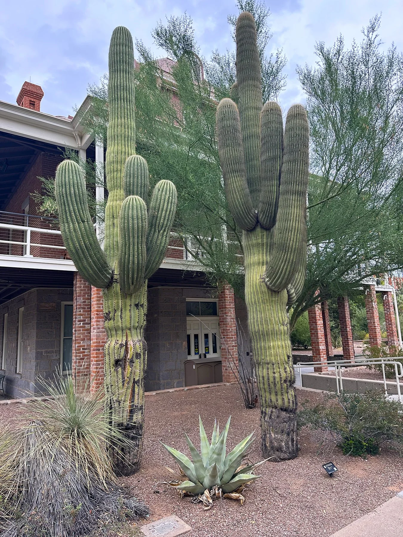 IMG_9536_U of A_Campus.jpg