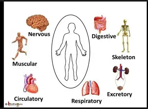 Science: Body Systems 1:30-2:20 Wednesday 4th-7th grade