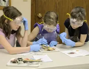 Science: Anatomy and Dissections Wednesday 2:30-3:20 7th-12th grade