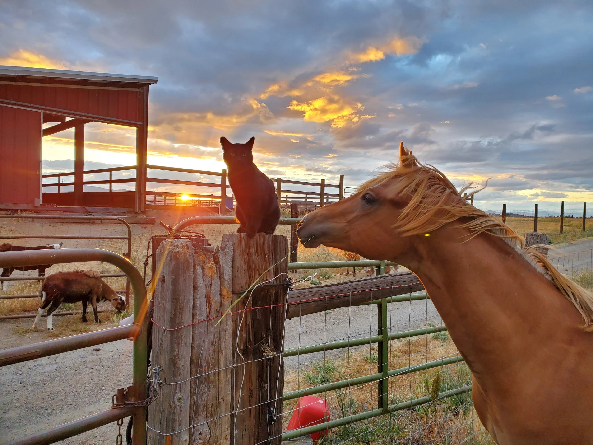 A horse and a cat together at the ranch at sunset
