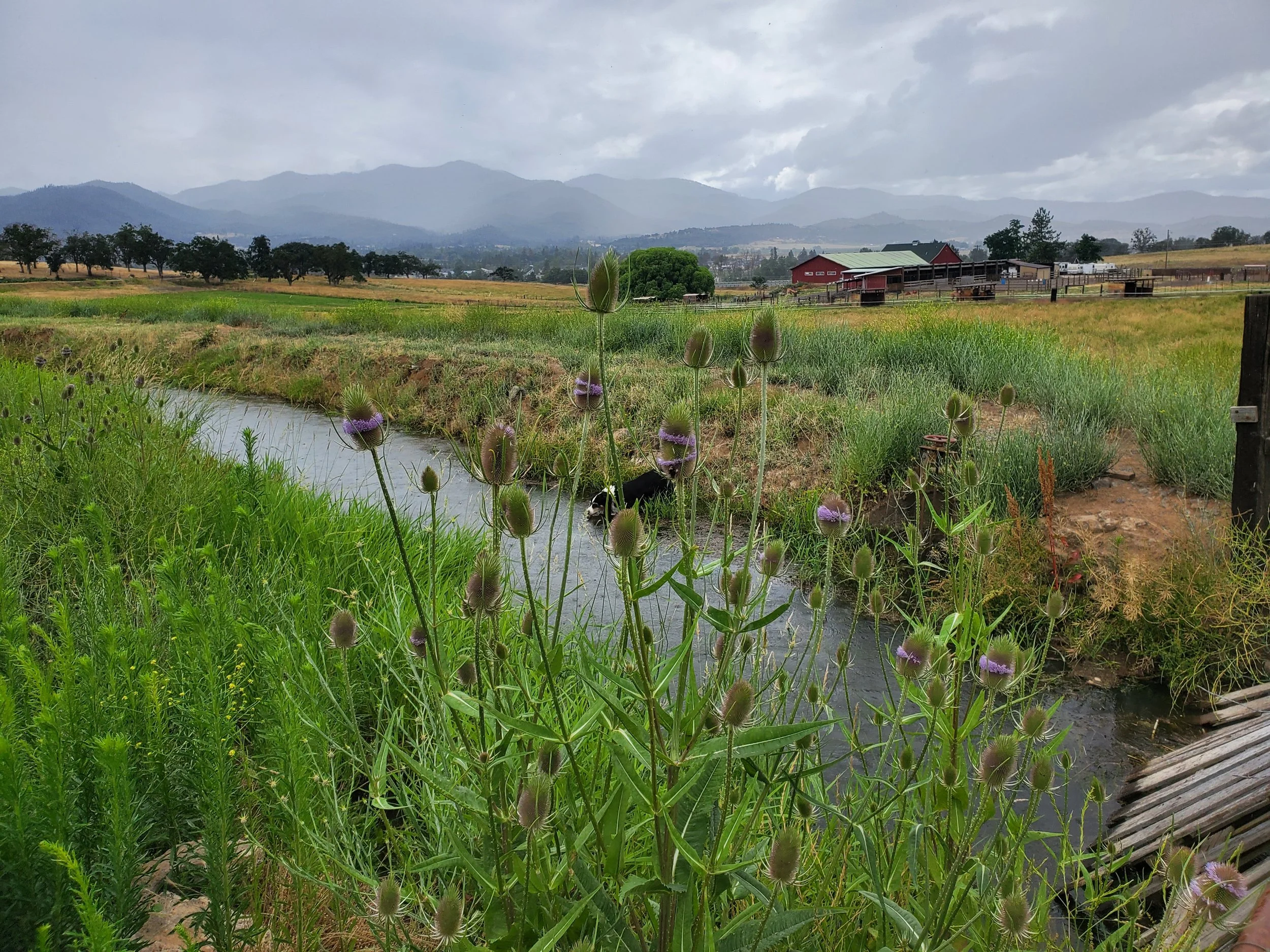 Purple thistle flowers beside water, with the ranch barn and Southern Oregon mountains beyond