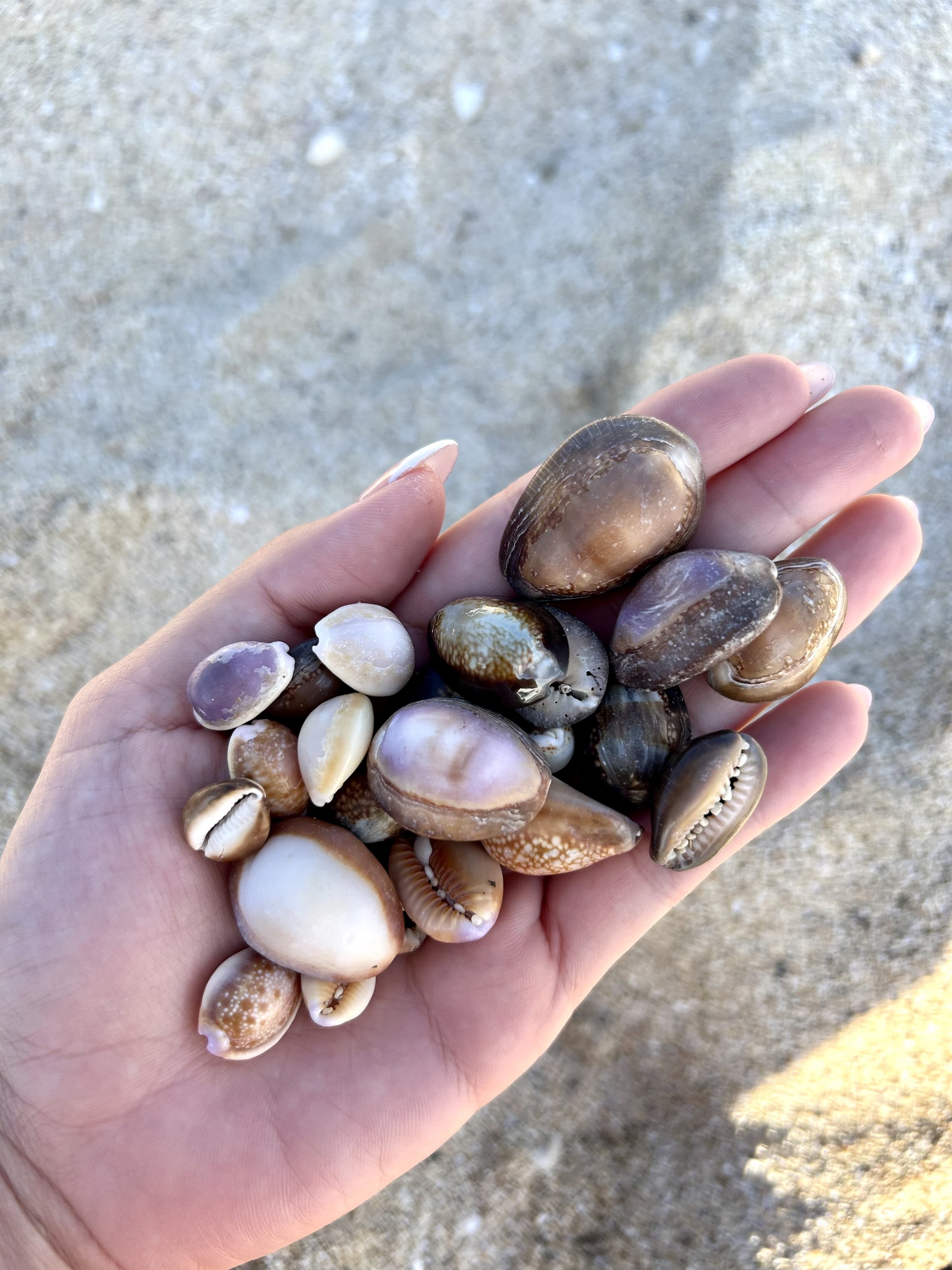 Curley Shell Types Hawaiian Shell Chart — Salt & Water Co.