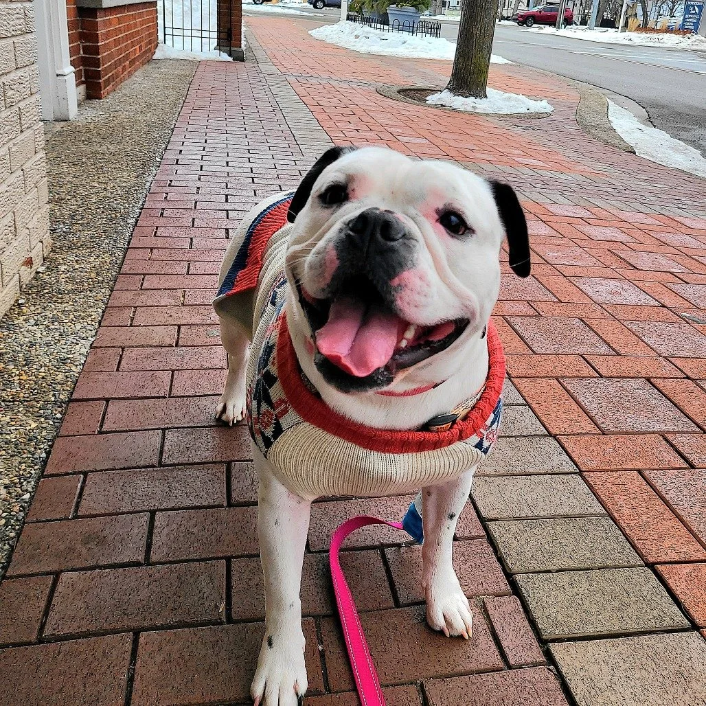 Adopt — Underdog Rescue Ranch