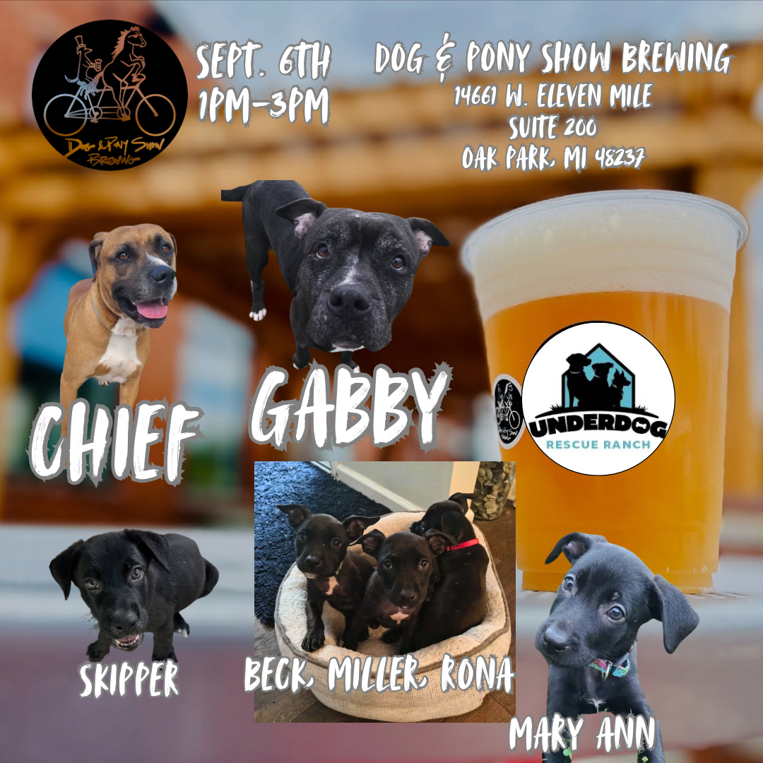 Dog and Pony Show Adoption Event
