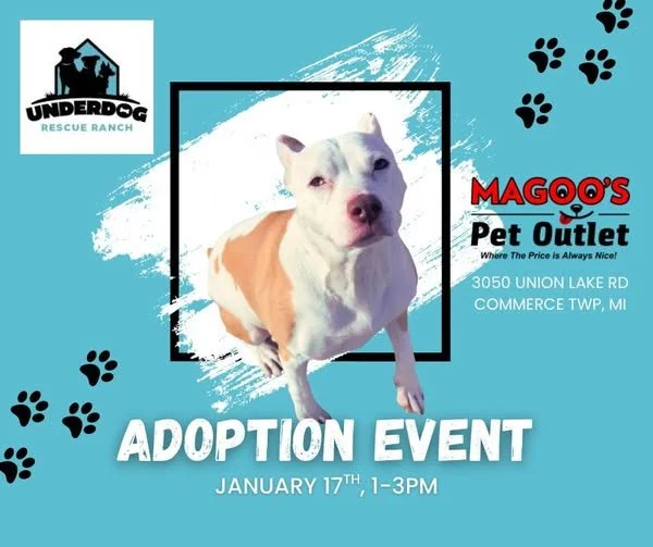 Adoption Event at Magoo's 