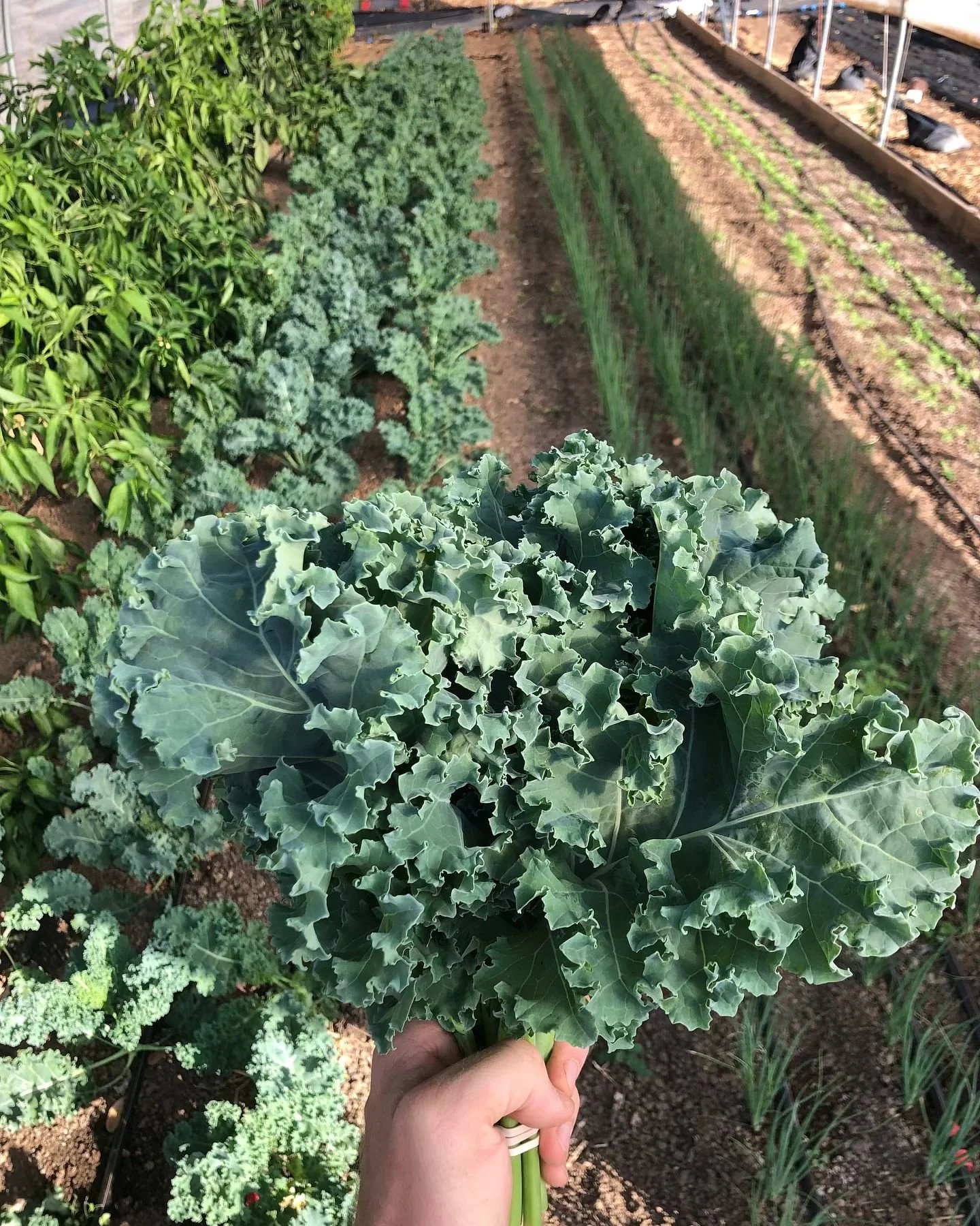 Hard to believe but we&rsquo;ve made it to the last Saturday farmers market of the year! I&rsquo;ll have a good variety of greens (salad mix, arugula, kale) with me, as well as an assortment of other seasonal produce goodness. 

Also our grassfed lam