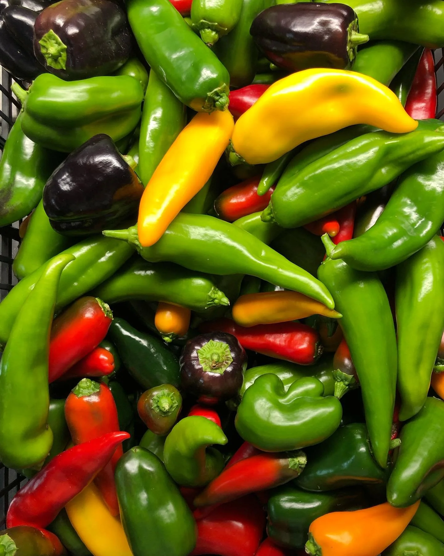 More great weather for this Tuesday evenings holiday market! I&rsquo;ll be there from 4 - 8 with the following - carrots, kale, tomatoes (limited), salad turnips, arugula, salad mix, beets (limited), squash, zucchini, &amp; several varieties of peppe