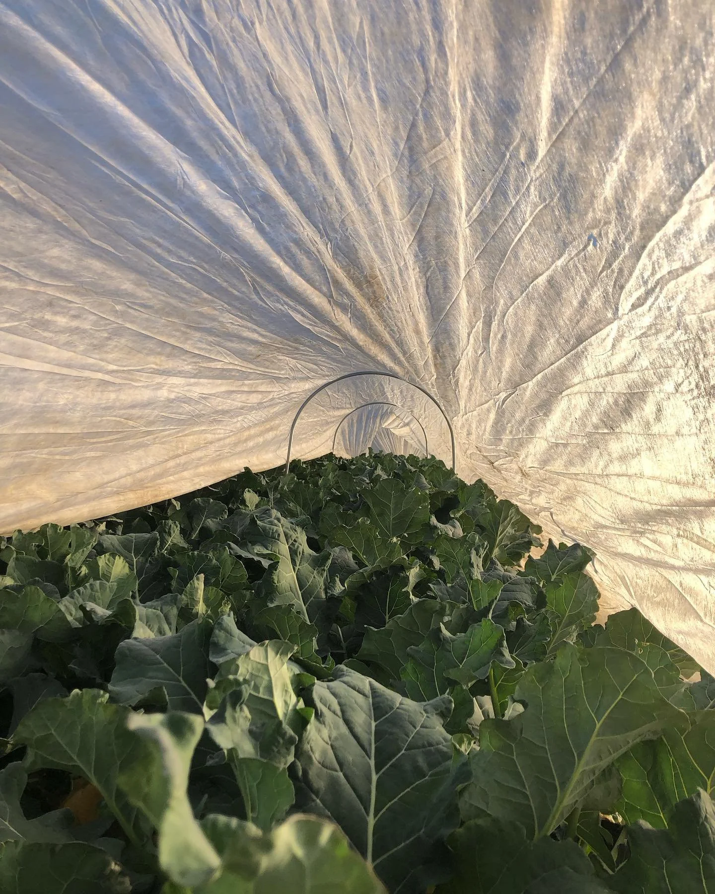 First hard frost of the year last night! Hard to believe it came at the end of November.

Back at the Holiday Market this evening from 4 to 8 - thanksgiving edition! I&rsquo;ll have carrots, salad mix, peppers (sweet, bell, poblano, Anaheim), arugula