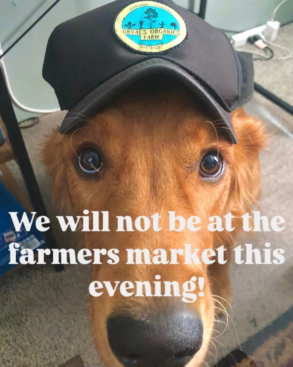 We won&rsquo;t be at the farmers market this evening! Waiting for broccoli to mature and tomatoes to ripen - back next week with more veg!

#NurturingSoilNourishingPeople
#MarketGarden #GrassfedLamb #RegenerativeFarming
