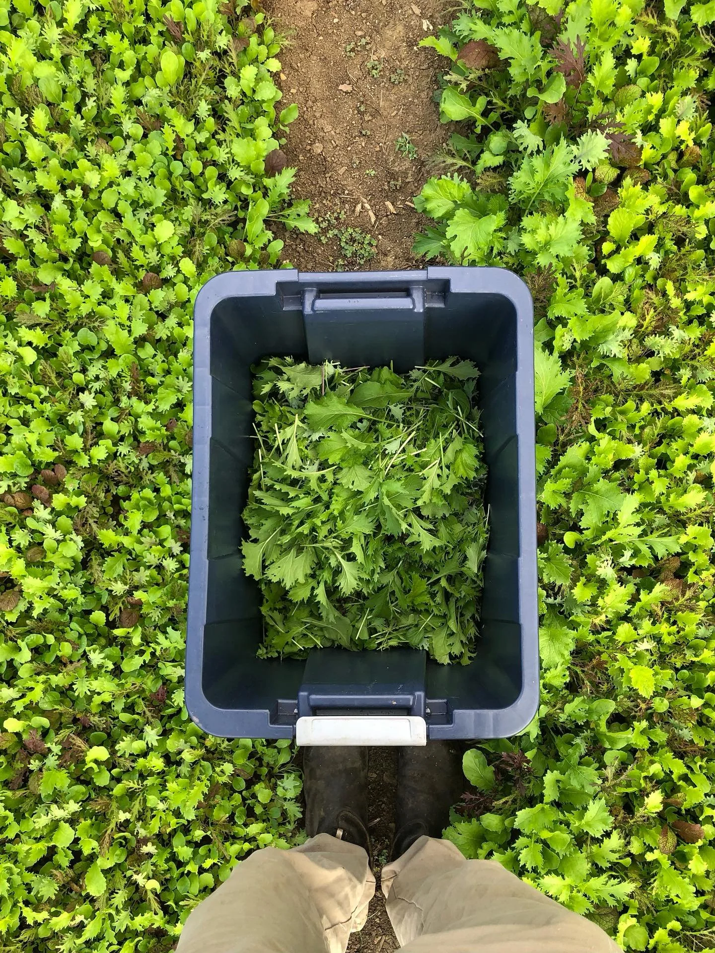 Just 2 more Saturday markets left this season!

Might have a little rain tomorrow, but I&rsquo;ll have a good assortment this week - kale, seasonal salad mix, pears, tomatoes, peppers, okra, salad turnips, cucumber, zucchini, microgreens, bok choy, &