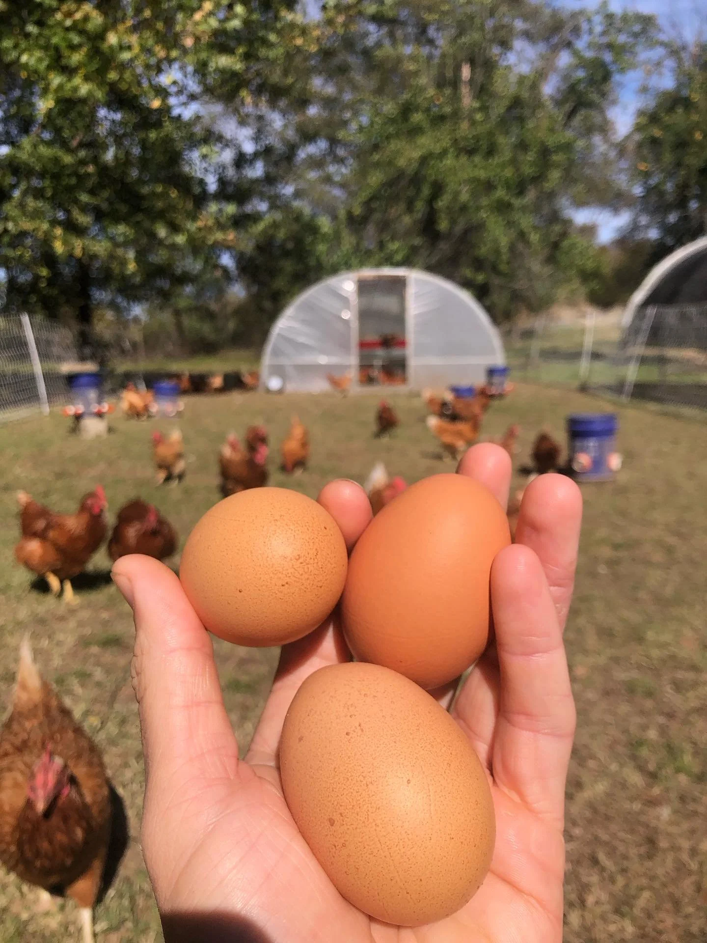 And we&rsquo;re back for the first Holiday Market at the @rdfmba this evening from 4 - 8!

I&rsquo;ll have carrots, beets, salad turnips, tomatoes, zucchini, cucumbers, peppers (bell, poblano, jalape&ntilde;o, banana), bok choy, kale, salad mix, micr