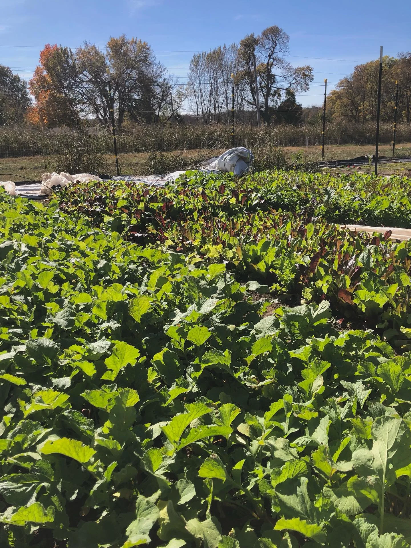 First heavy frost the other night ❄️ Went ahead and tucked everybody in for the night with row cover just to play it safe - thankfully no casualties!

We&rsquo;re back at the Holiday Market this evening from 4 - 8! I&rsquo;ll have a pretty good sprea