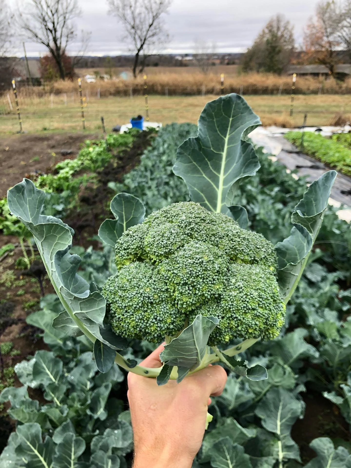 Lots of great produce heading to the thanksgiving week edition of the Holiday Market this evening from 4 - 8! 

I&rsquo;ll have a good amount of carrots, turnips, beets, radish, kale, salad mix, broccoli (limited), microgreens, tomatoes, &amp; eggs. 