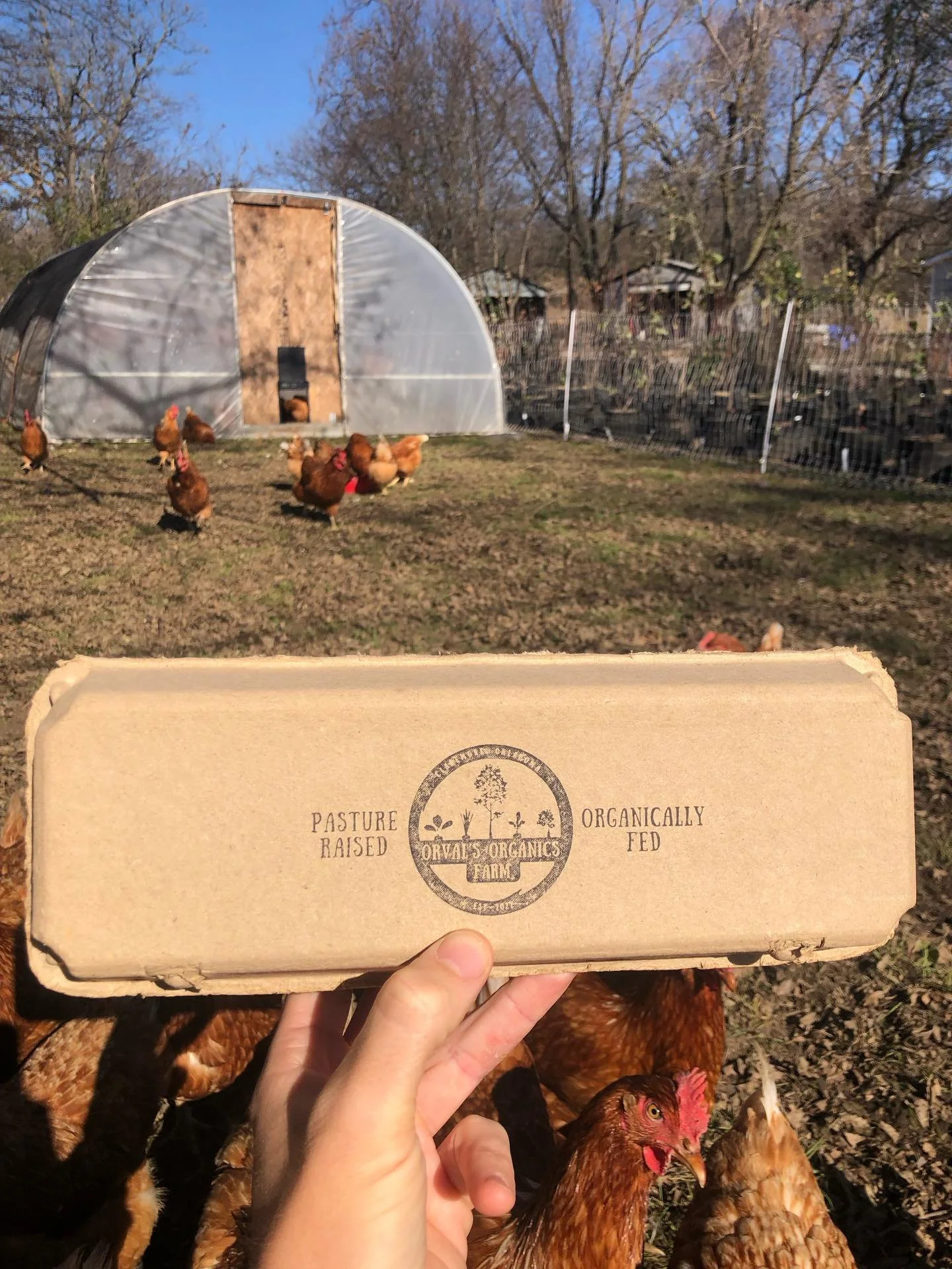 Been a frosty couple of days! ❄️

Was only able to do a light harvest this week since it never really got above freezing during my harvest / wash&amp;pack days - but I&rsquo;ll have a good amount of tomatoes with me tonight, many eggs since all my pu