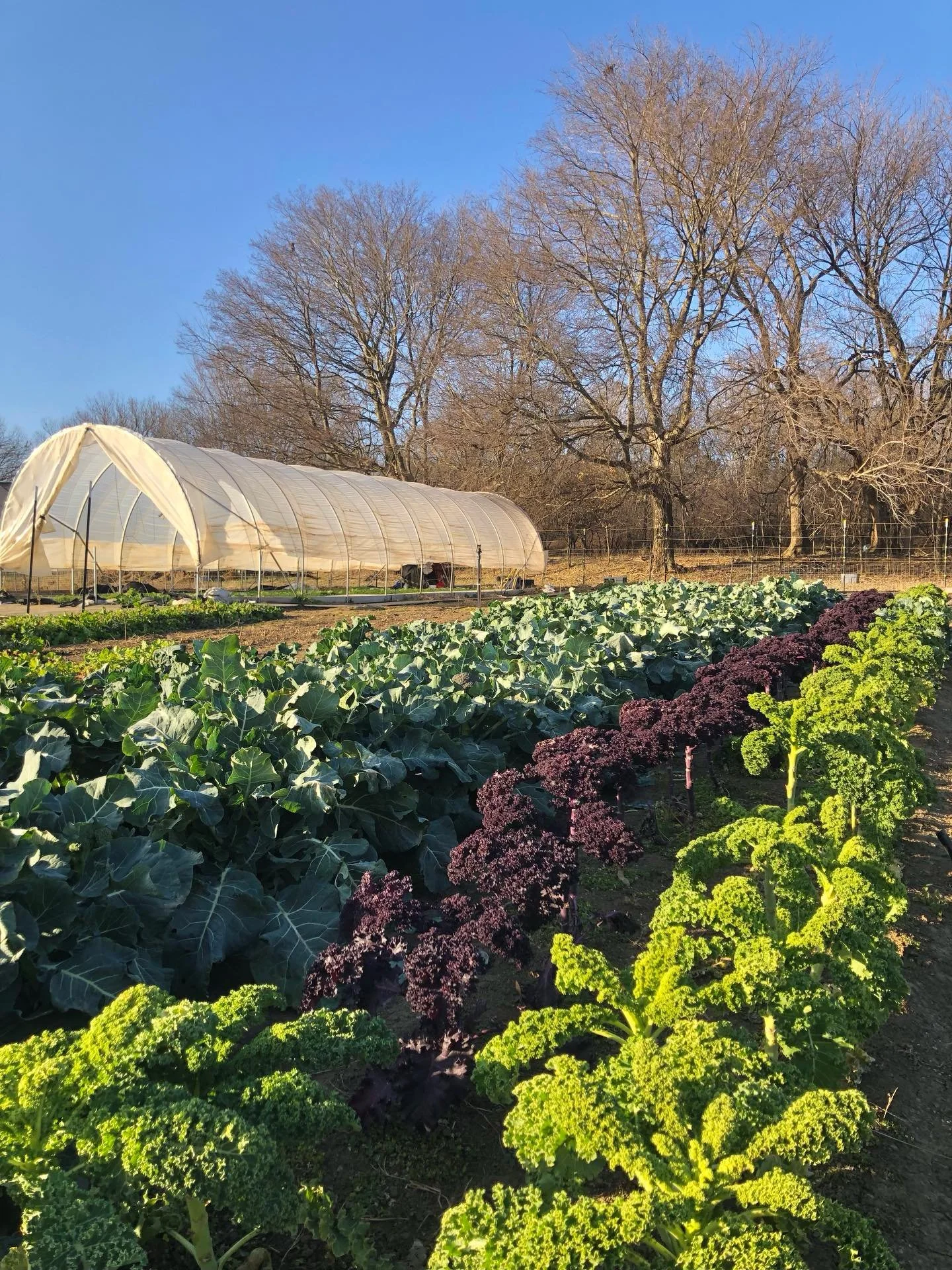 Last farmers market of the year tonight! One last go around for 2025 - much gratitude for the transformative &amp; beautiful season. 

I&rsquo;ll have lots of eggs with me this evening and a lighter spread of produce - radishes, turnips, beets, kale,