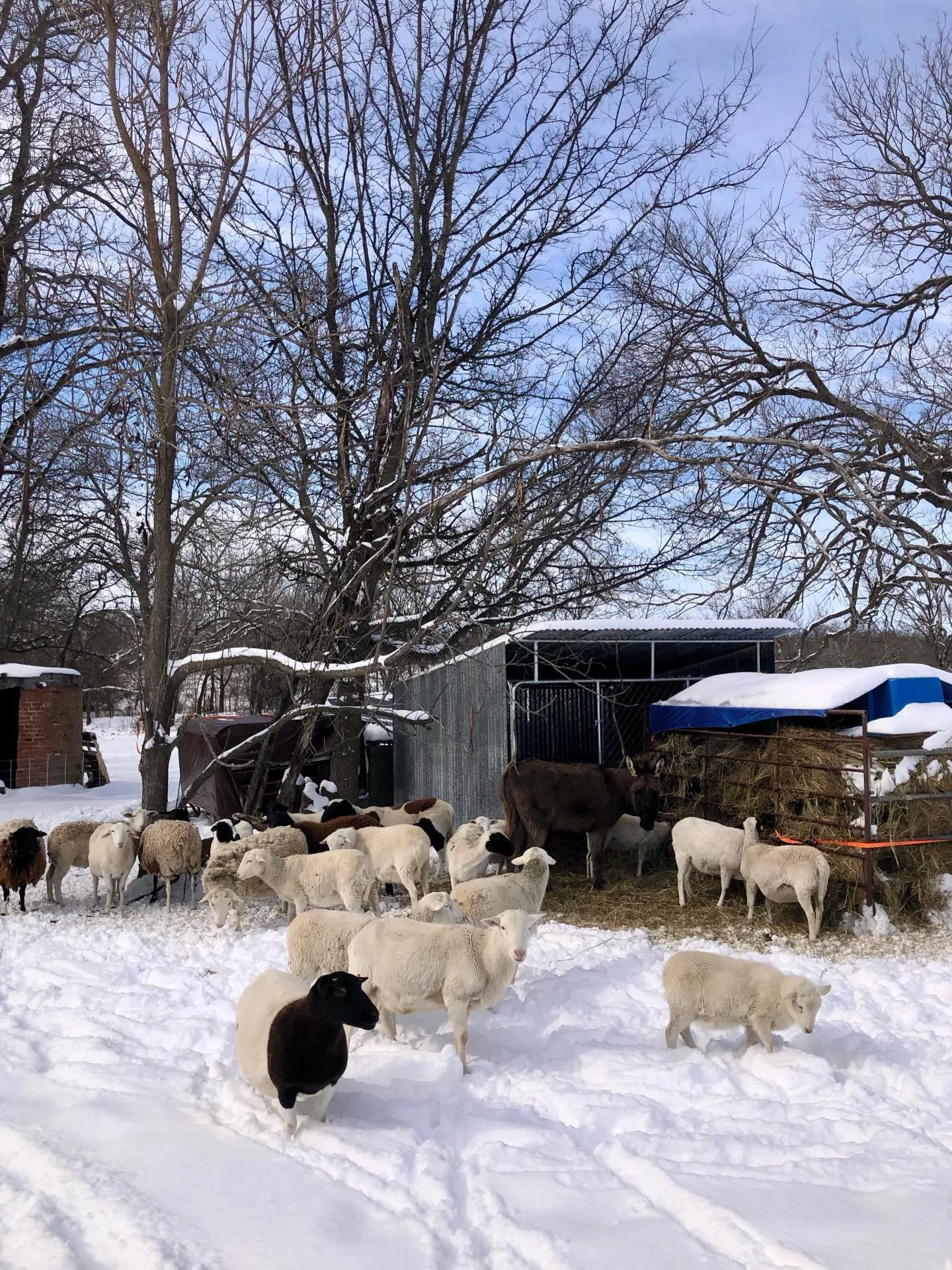 The big snow of 450 Rd ❄️

#NurturingSoilNourishingPeople
#MarketGarden #GrassfedLamb #PasturedPoultry #NativeTrees