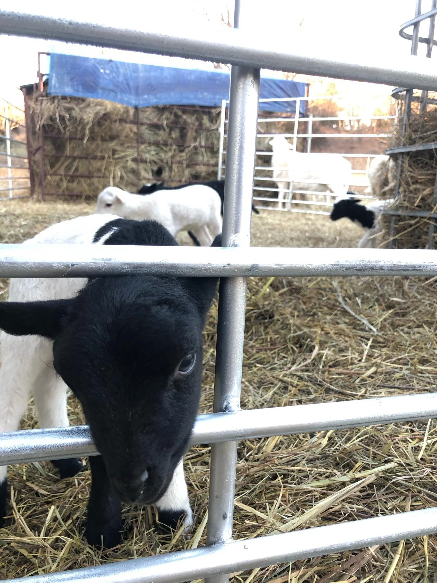 A glimpse of Lamb Fest 2026 so far 🐑

#NurturingSoilNourishingPeople
#RegenerativeFarming #GrassfedLamb #PasturedPoultry #NativeTrees