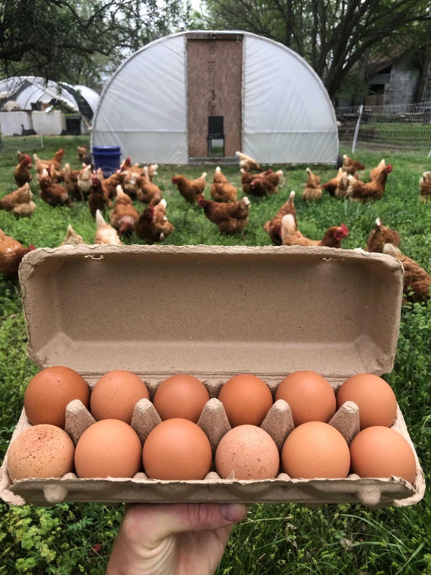 Back at the @rdfmba tomorrow for the first market of the season! Fully stocked on lamb &amp; will have plenty of eggs. I&rsquo;ll also have microgreens and several varieties of my smaller trees with me. 

Been a busy March working to get the garden p