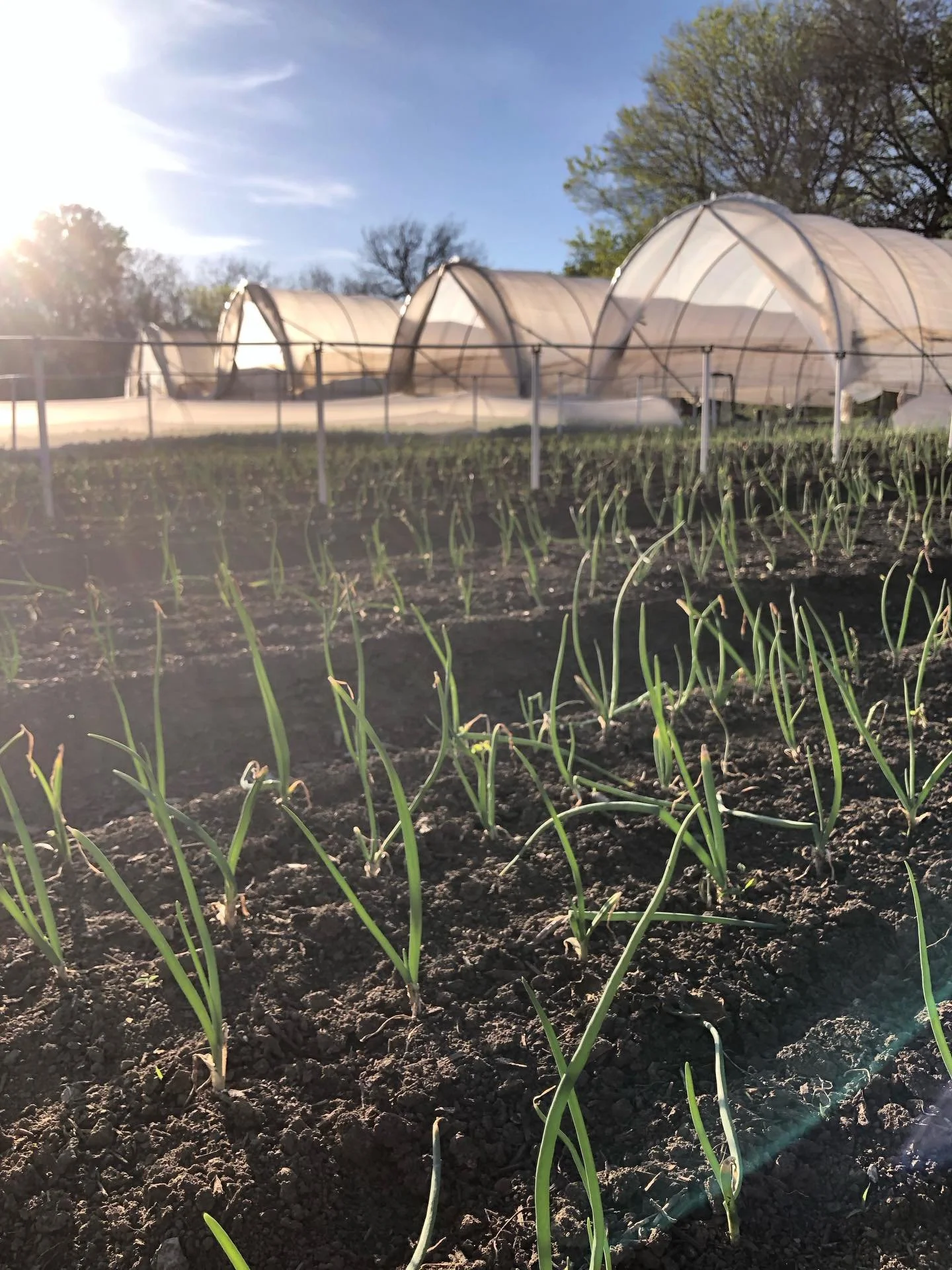 First of the produce rolling in this market! I&rsquo;ll have carrots &amp; arugula with me this week, in addition to lamb, eggs, &amp; microgreens. Hope to see ya there!

#NurturingSoilNourishingPeople
#MarketGarden #GrassfedLamb #PasturedPoultry #Na
