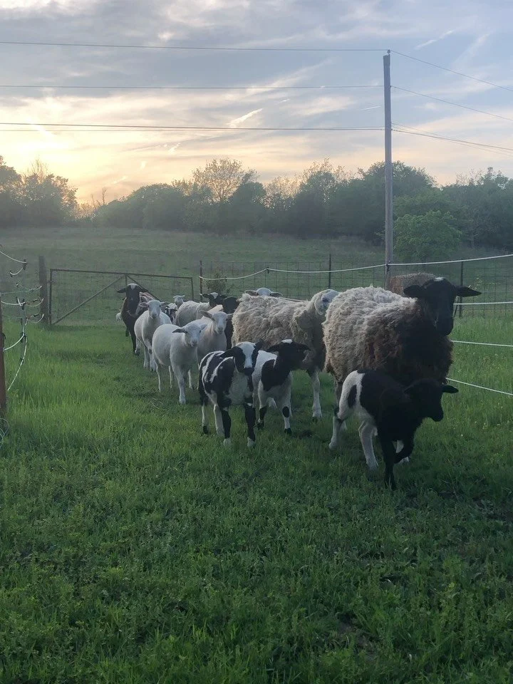 Grass is growing &amp; the garden is starting to fill up 🌧️

More produce heading to market this week - carrots, radishes, spinach, &amp; microgreens. Also will have plenty of eggs &amp; lamb with me.

Going to be a nice cooler morning - hope to see