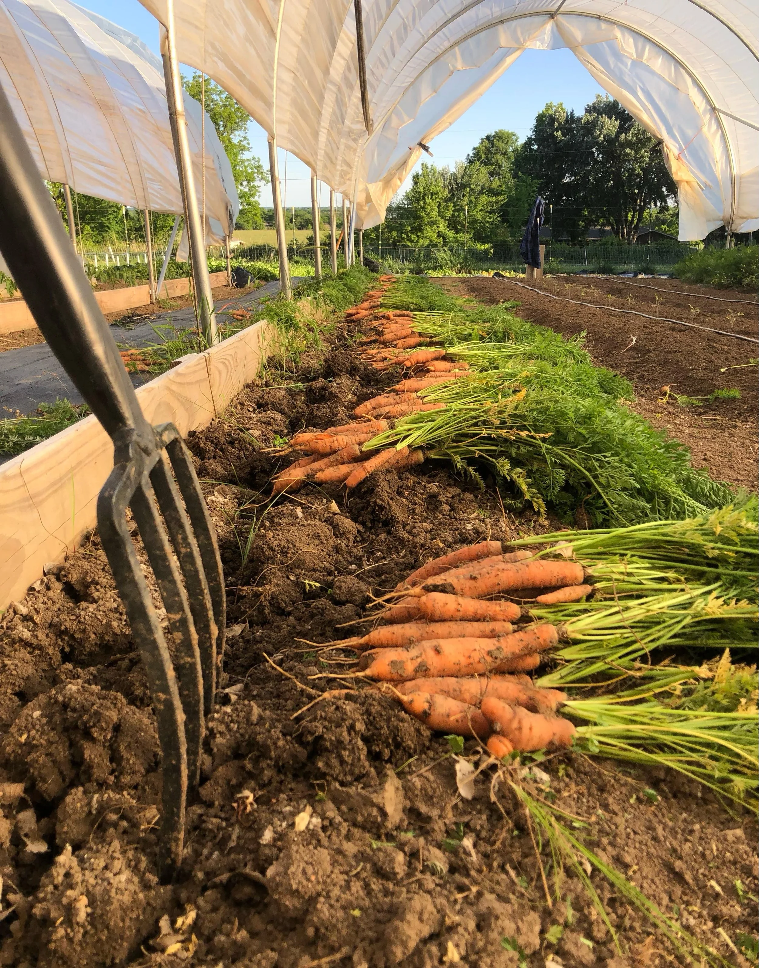 First big harvest of the season 🥬

Lots of produce headin to market with me tomorrow - kale, salad mix, radishes, arugula, spinach, head lettuce, salad turnips, bok choy, microgreens, and eggs. Hope to see ya at our spot!

#NurturingSoilNourishingPe