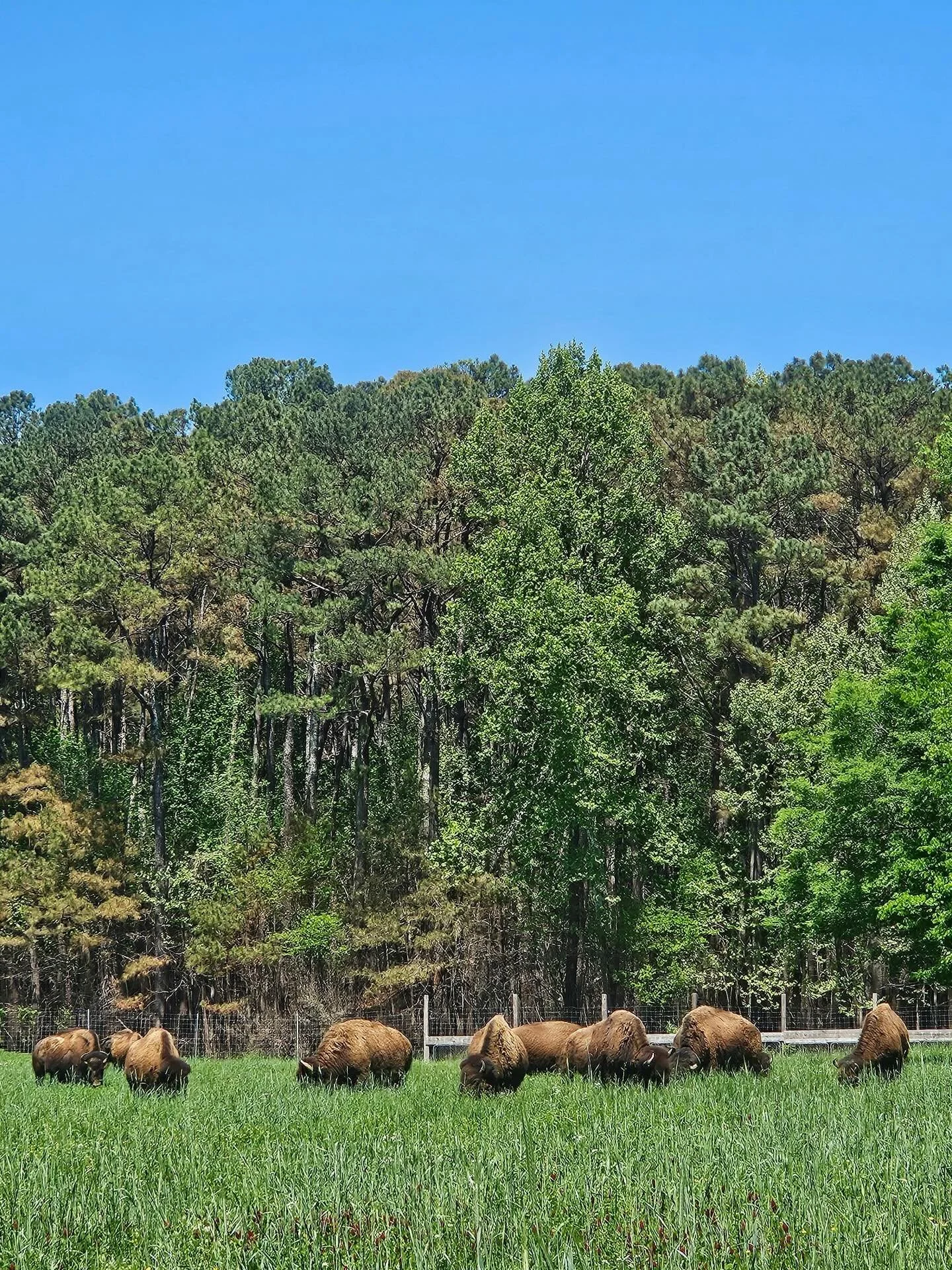 🌿 My family flew in from the UK, so taking some down time watching beautiful bison. ☀️ Lazy day!
