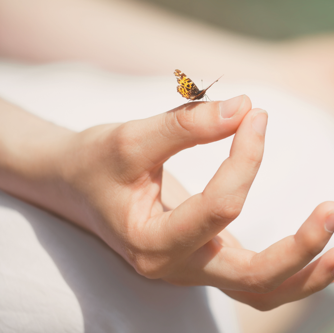 A small butterfly perched on a person's finger with sunlight and blurred background.