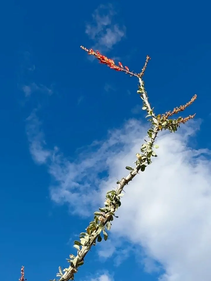 sweet southwest in bloom, miss lou, van build work in progress (really, life is a work in progress). soaking up california☀️