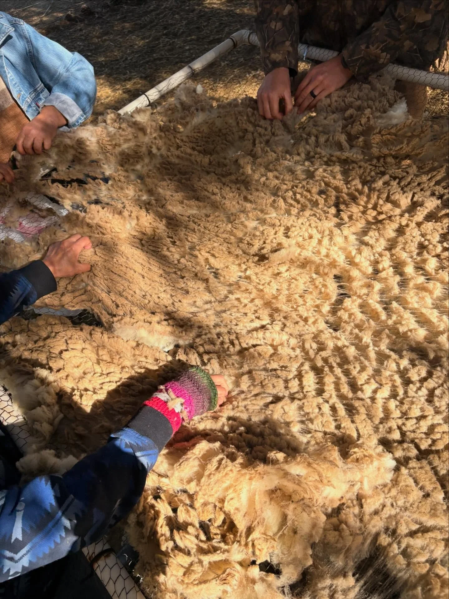 shearing day @blueoakcanyonranch 🐑🧶🧡