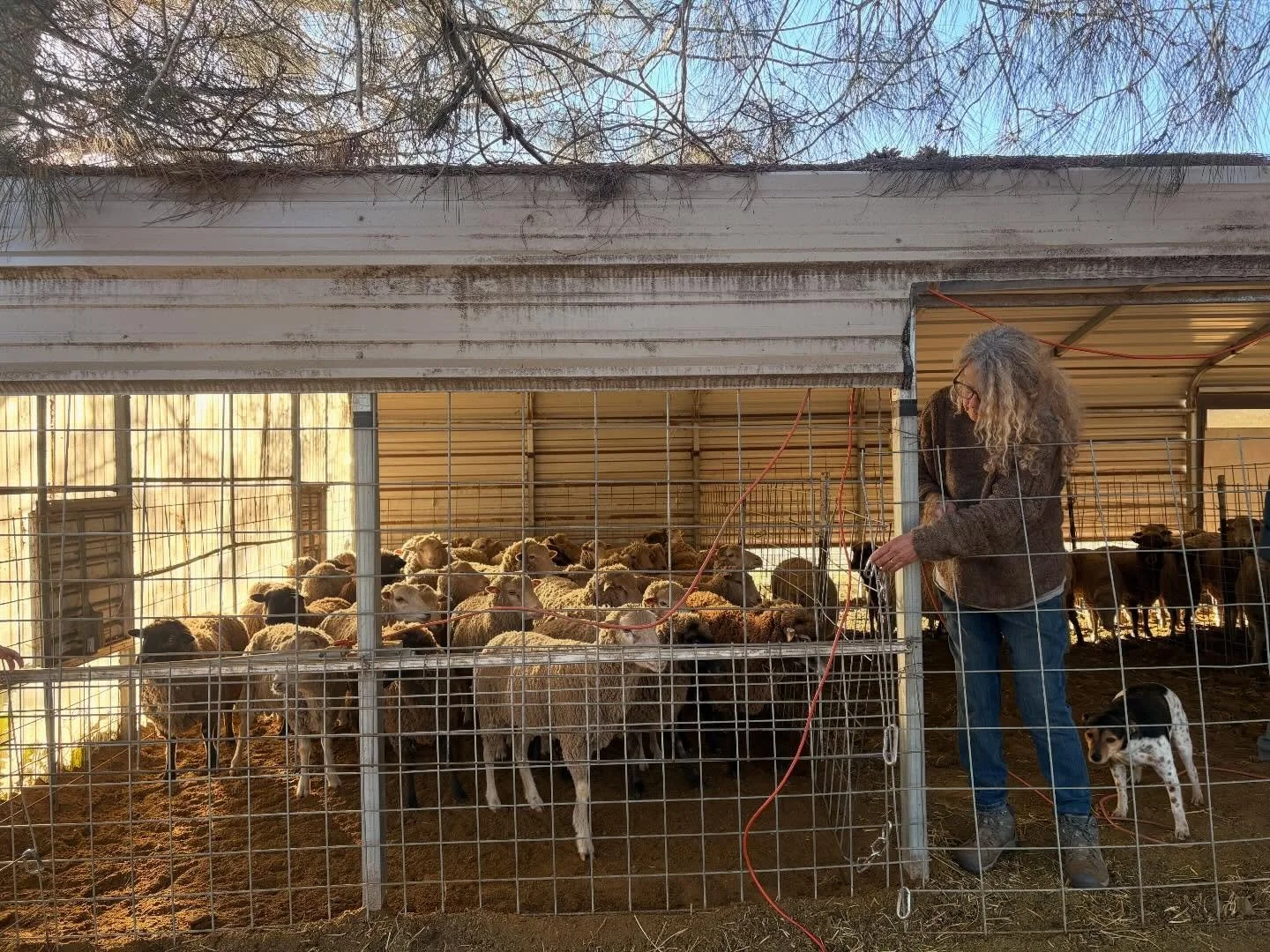 shearing day 🐏🌟 @blueoakcanyonranch

swipe for the big boyzz