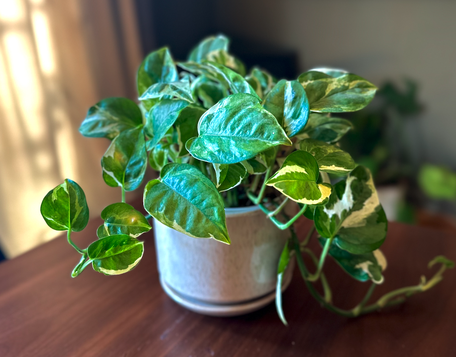 Potted Pothos (Small)