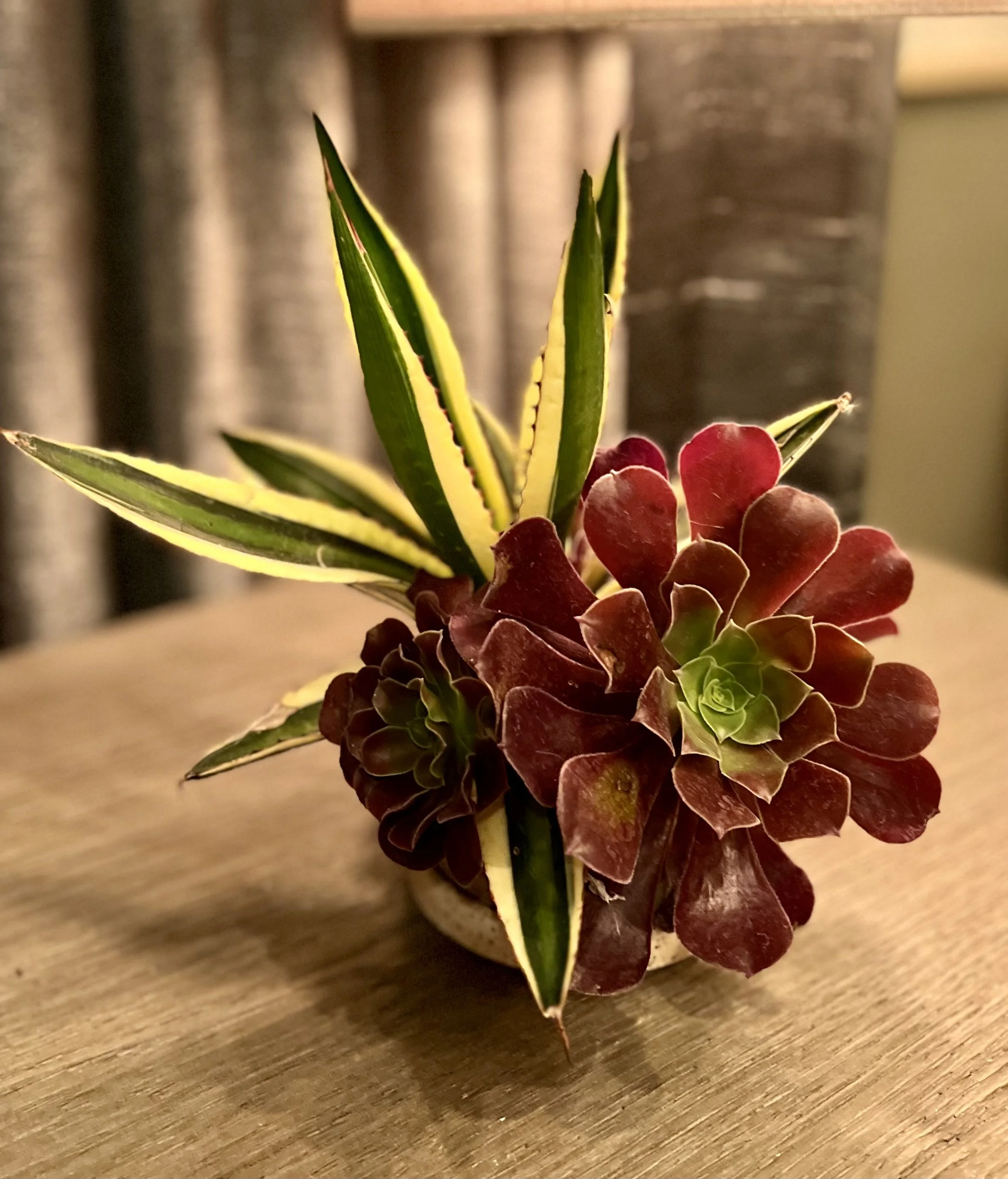 Succulent Perfection (Small)