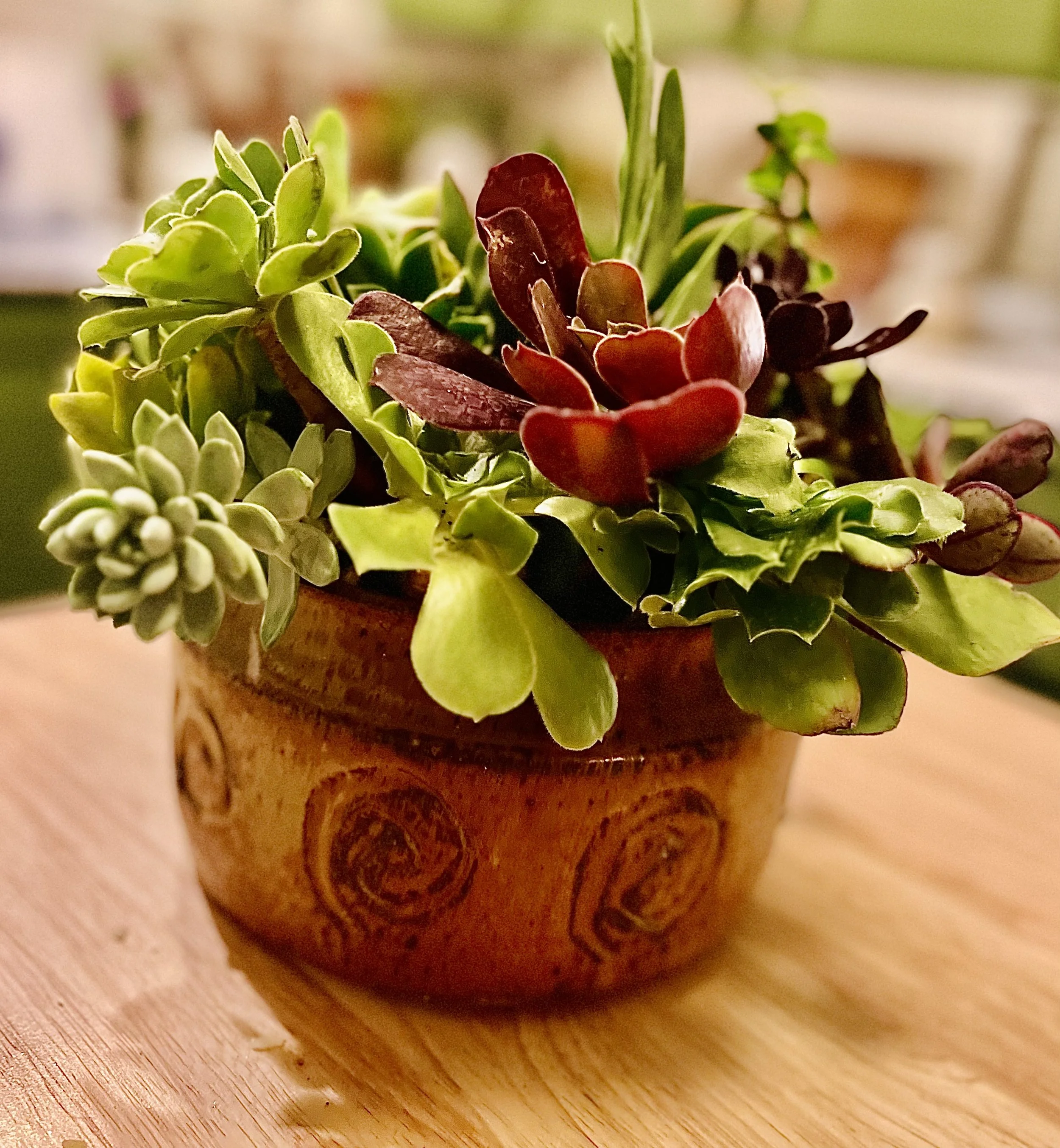 Succulent Perfection (Medium)