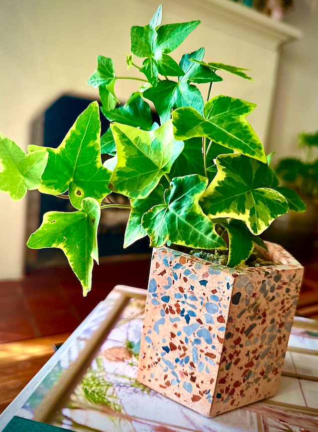 Potted Ivy FTW (Small)