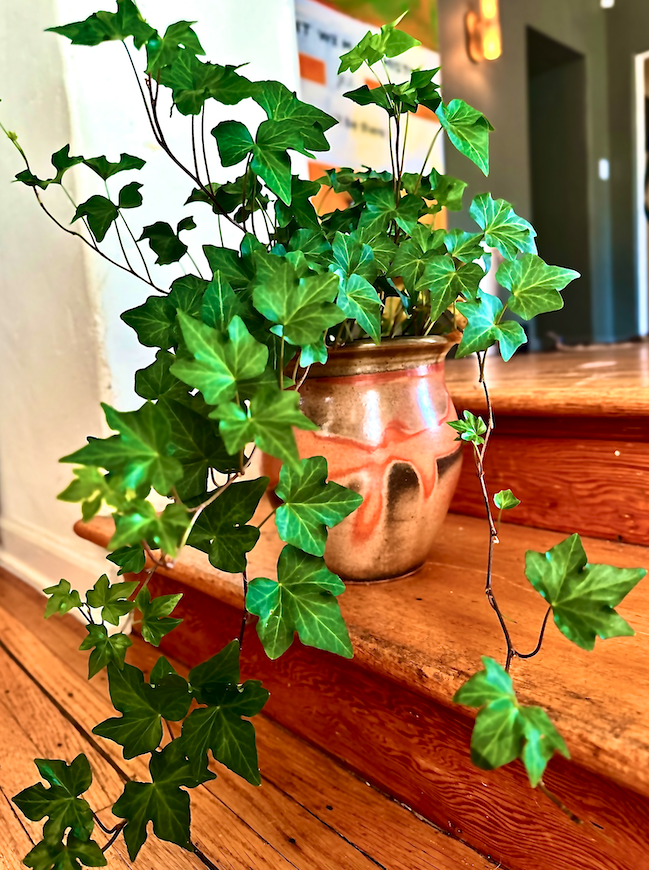 Potted Ivy FTW (Large)