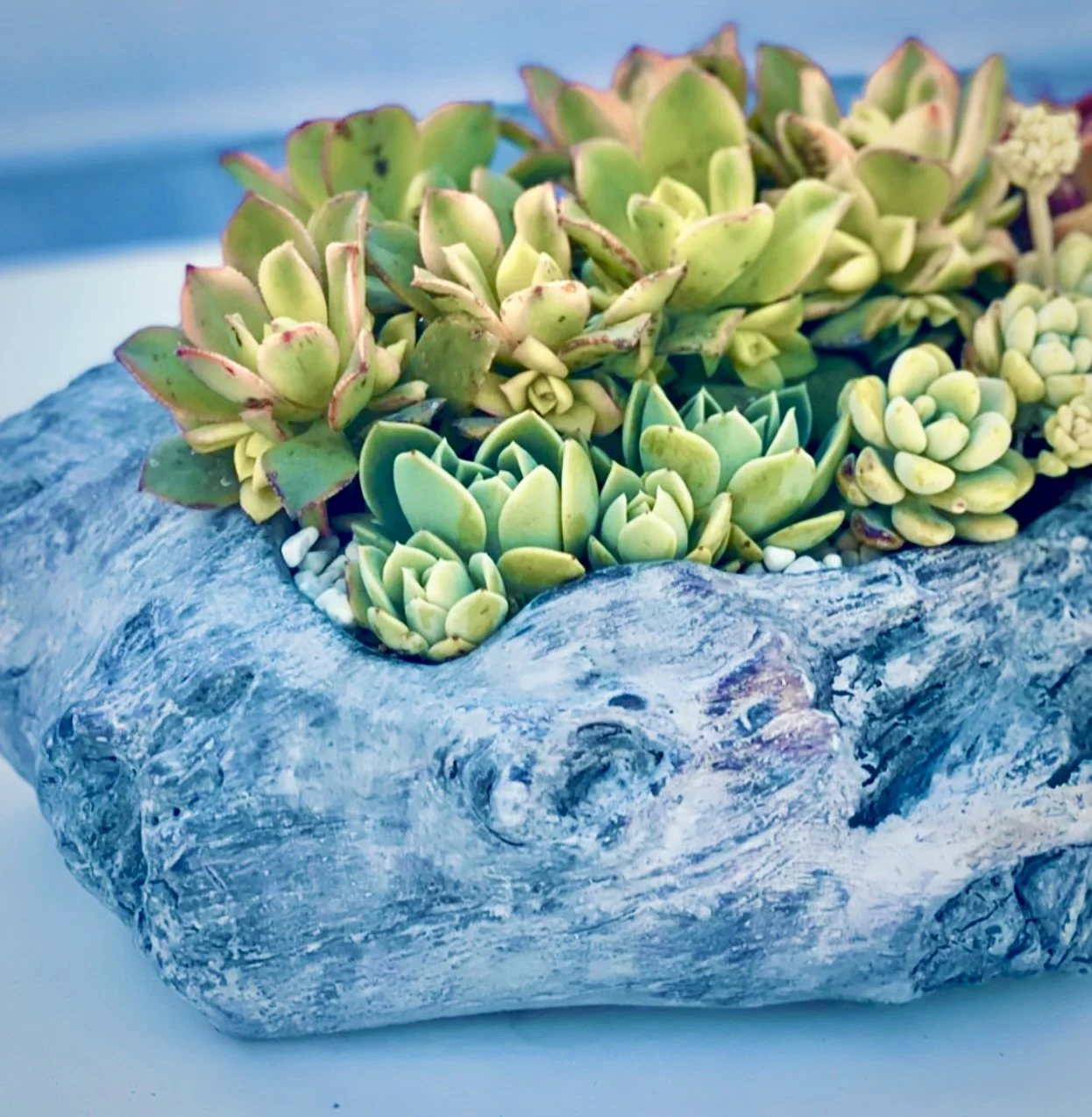 Succulent, meets Wood