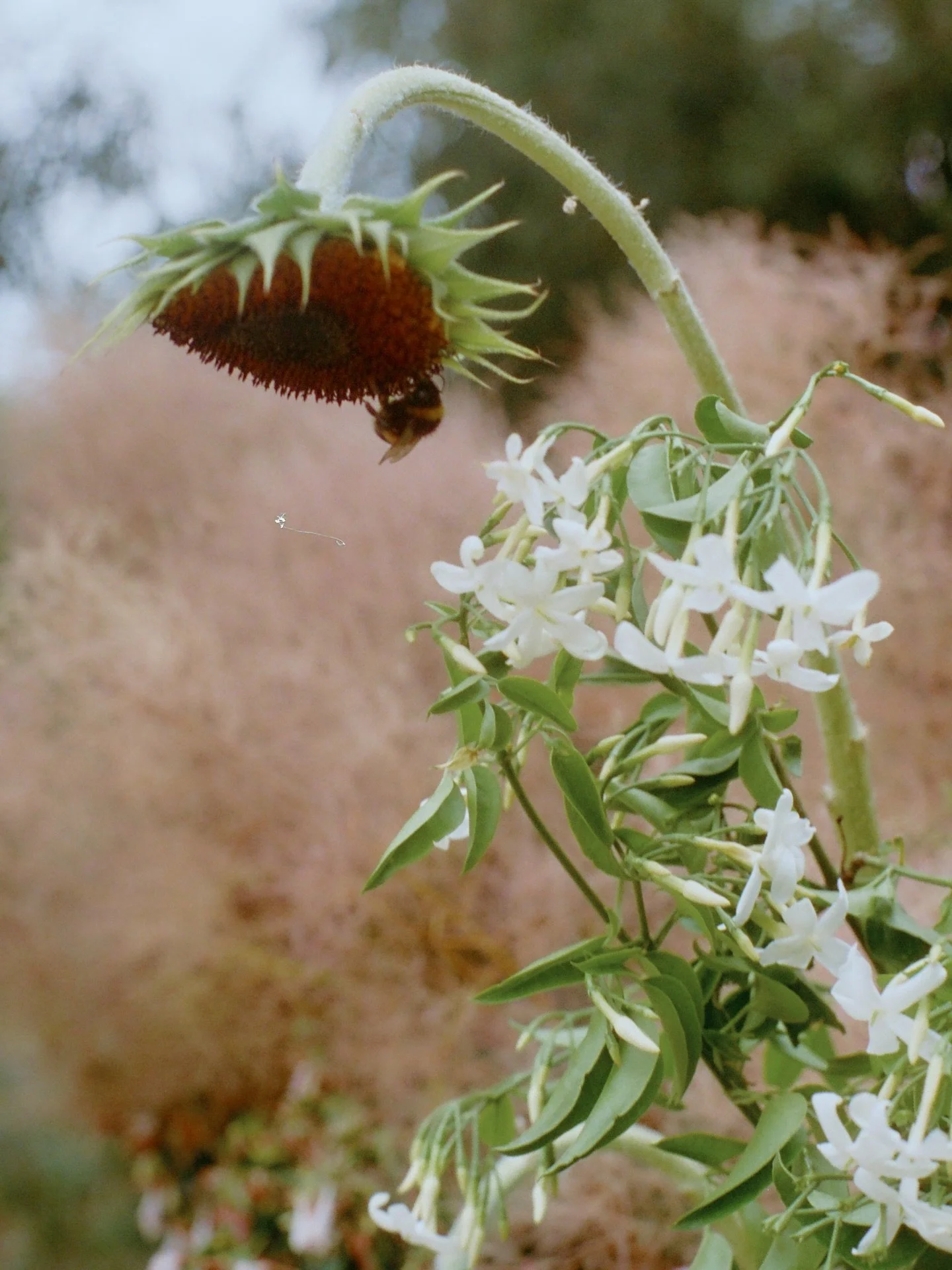 I hope everyone is keeping warm, dry and safe in this crazy weather!! 

Just a little update on our availability for weddings and events for 2026/27 - we have lots of dates still open for 2026 winter and spring weddings. 

2027 summer season is filli
