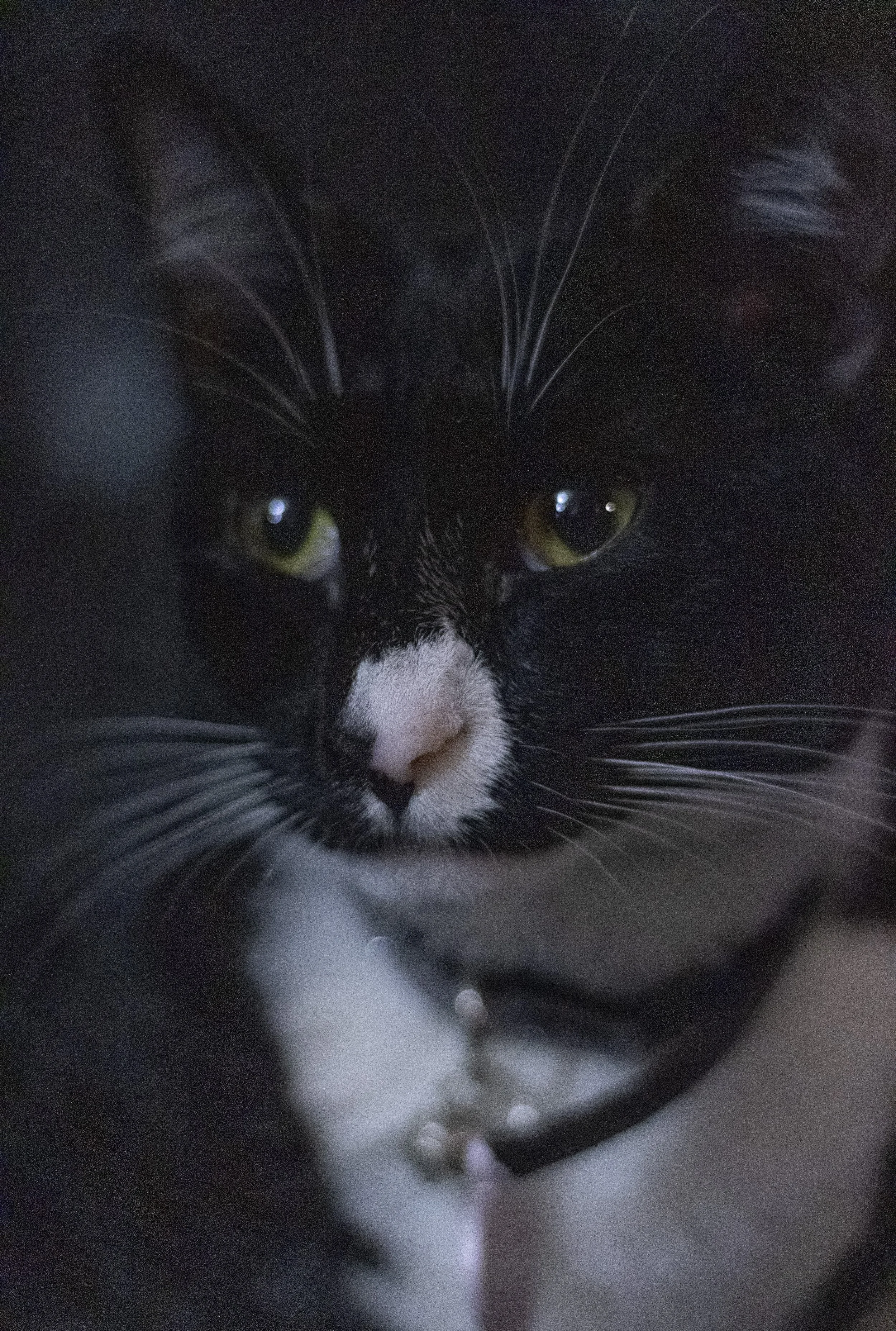 Close-up of a black and white cat's face, with yellow-green eyes and a pink nose.