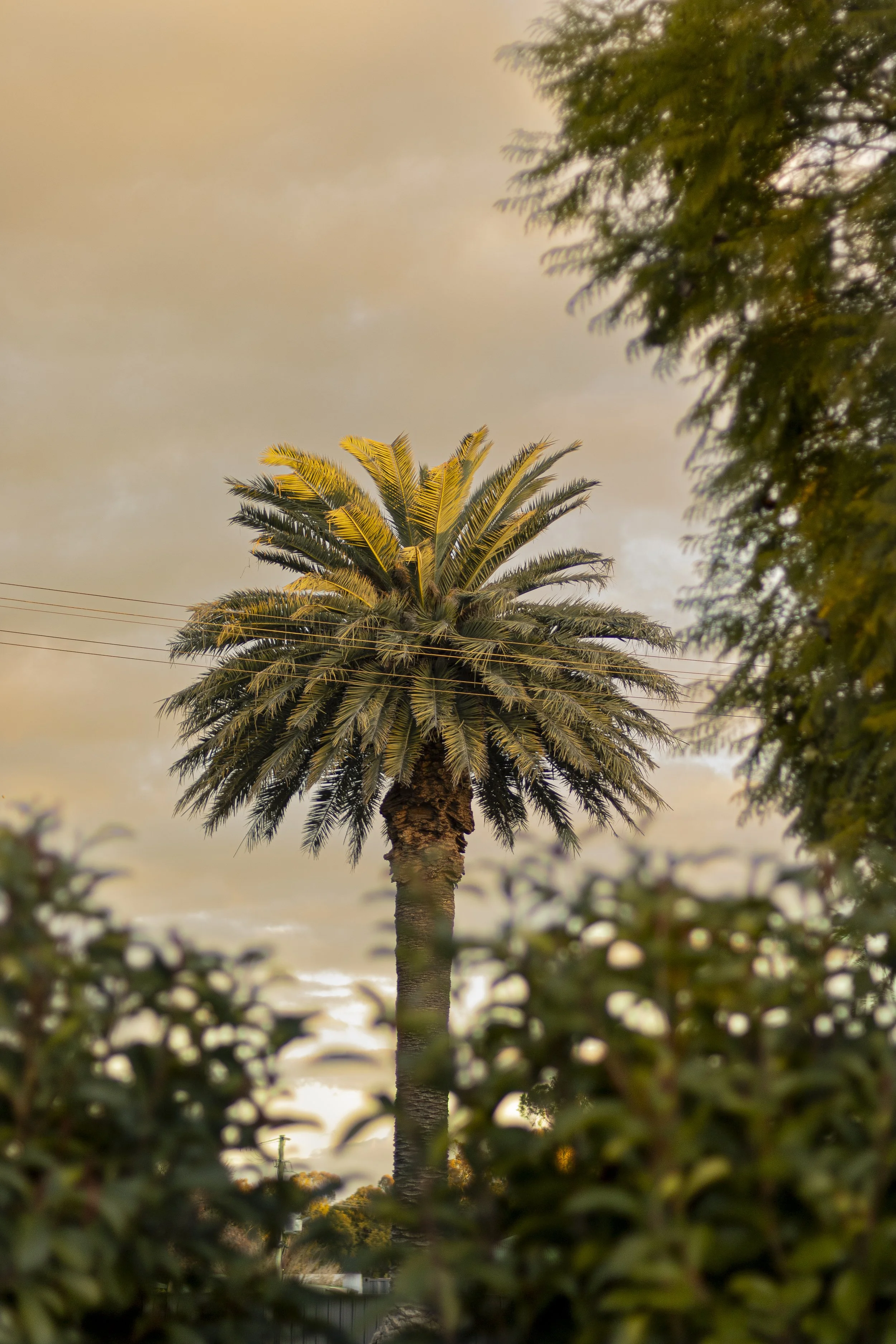 Sunset Palms (1)