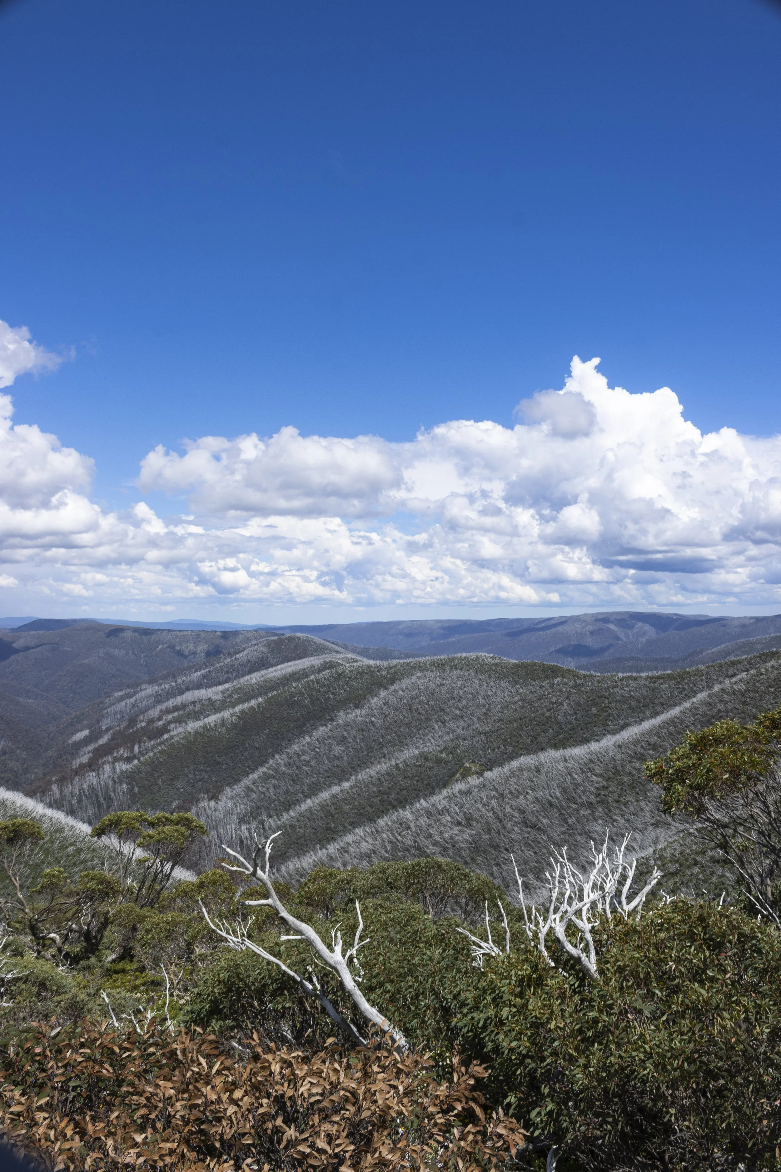Avalanche Gully (Mt Hotham) (2)