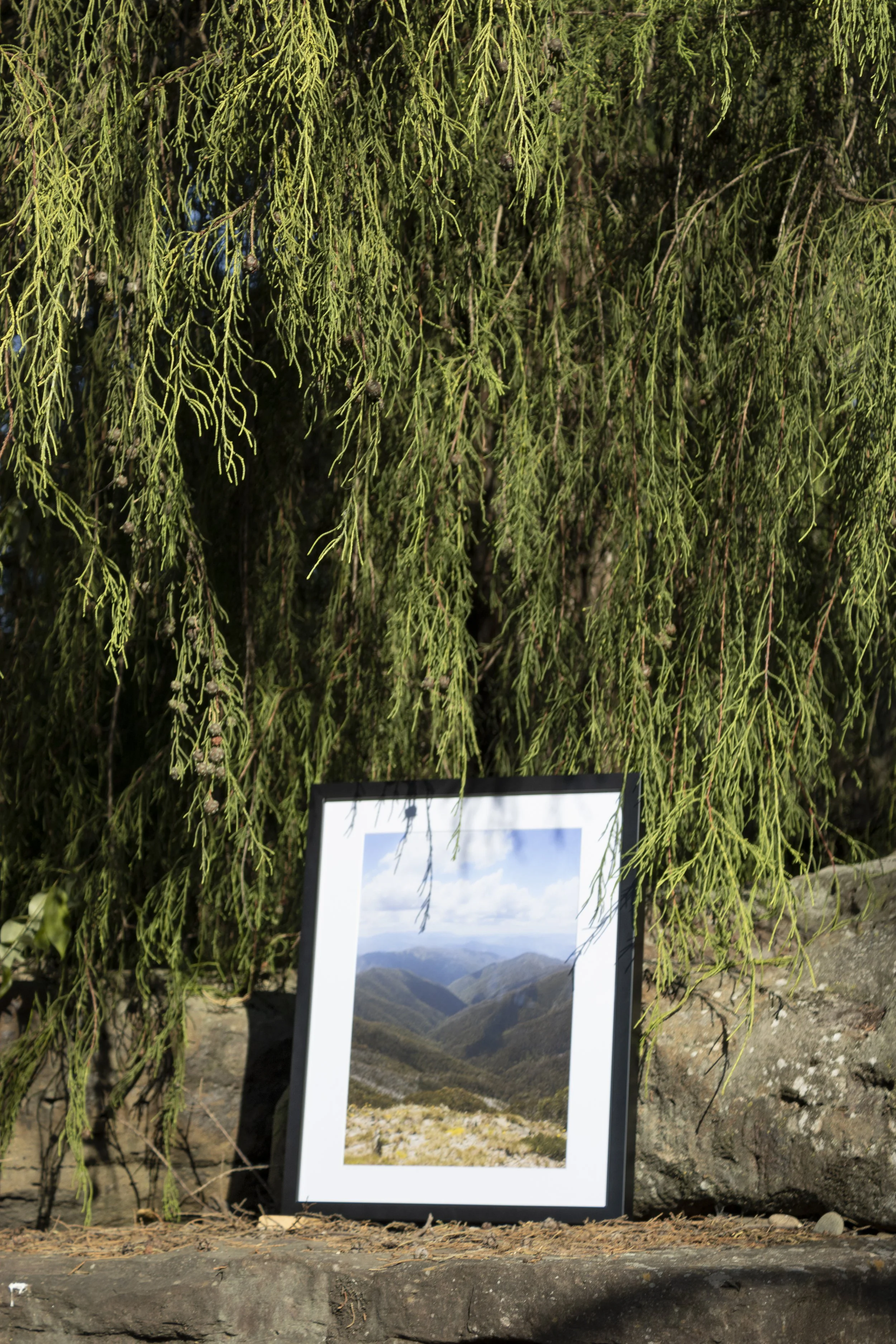 A framed photograph of a mountainous landscape leaning against a rock, surrounded by green trees and foliage.