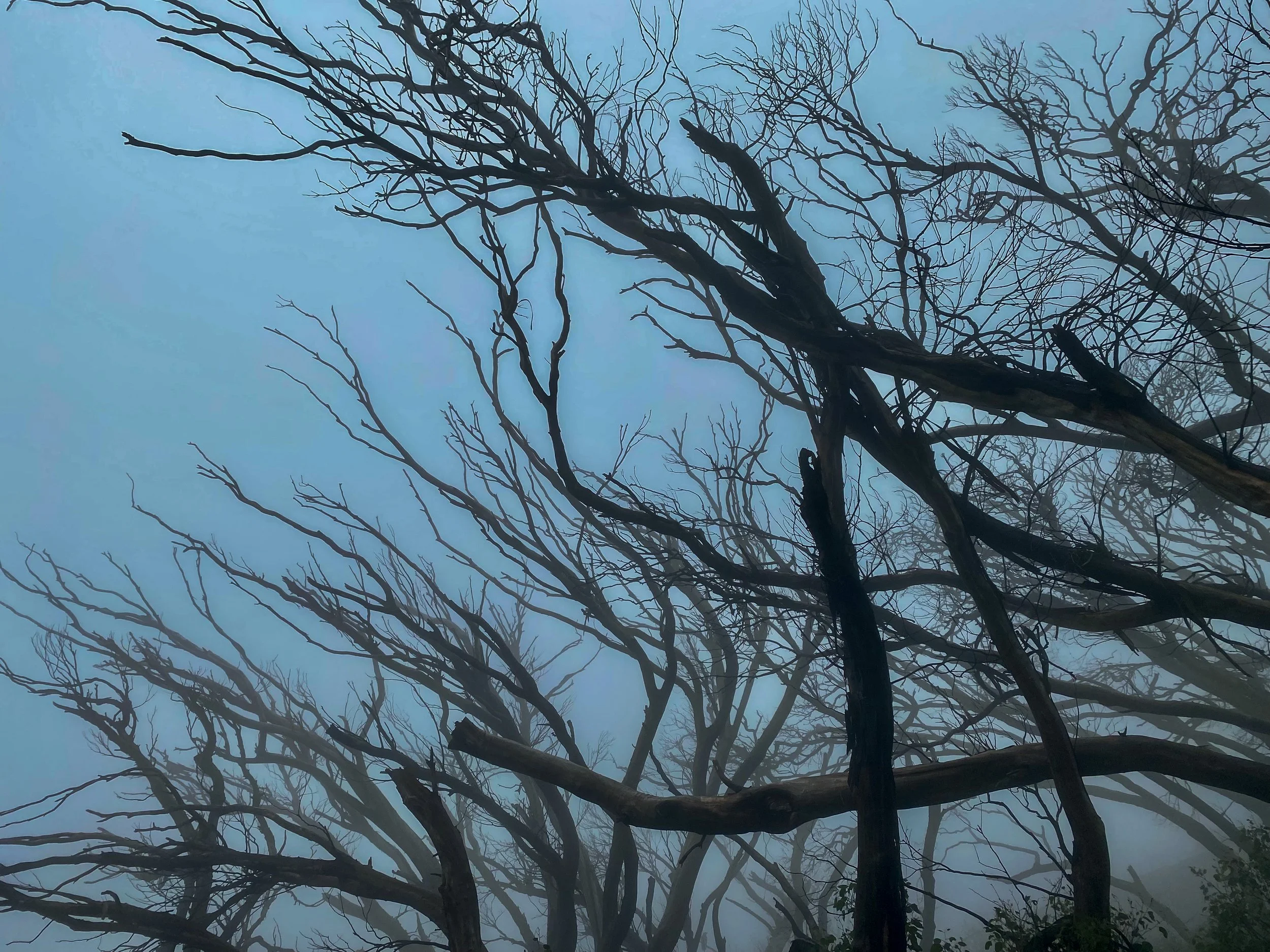 Misty Trees (Mt Buffalo)