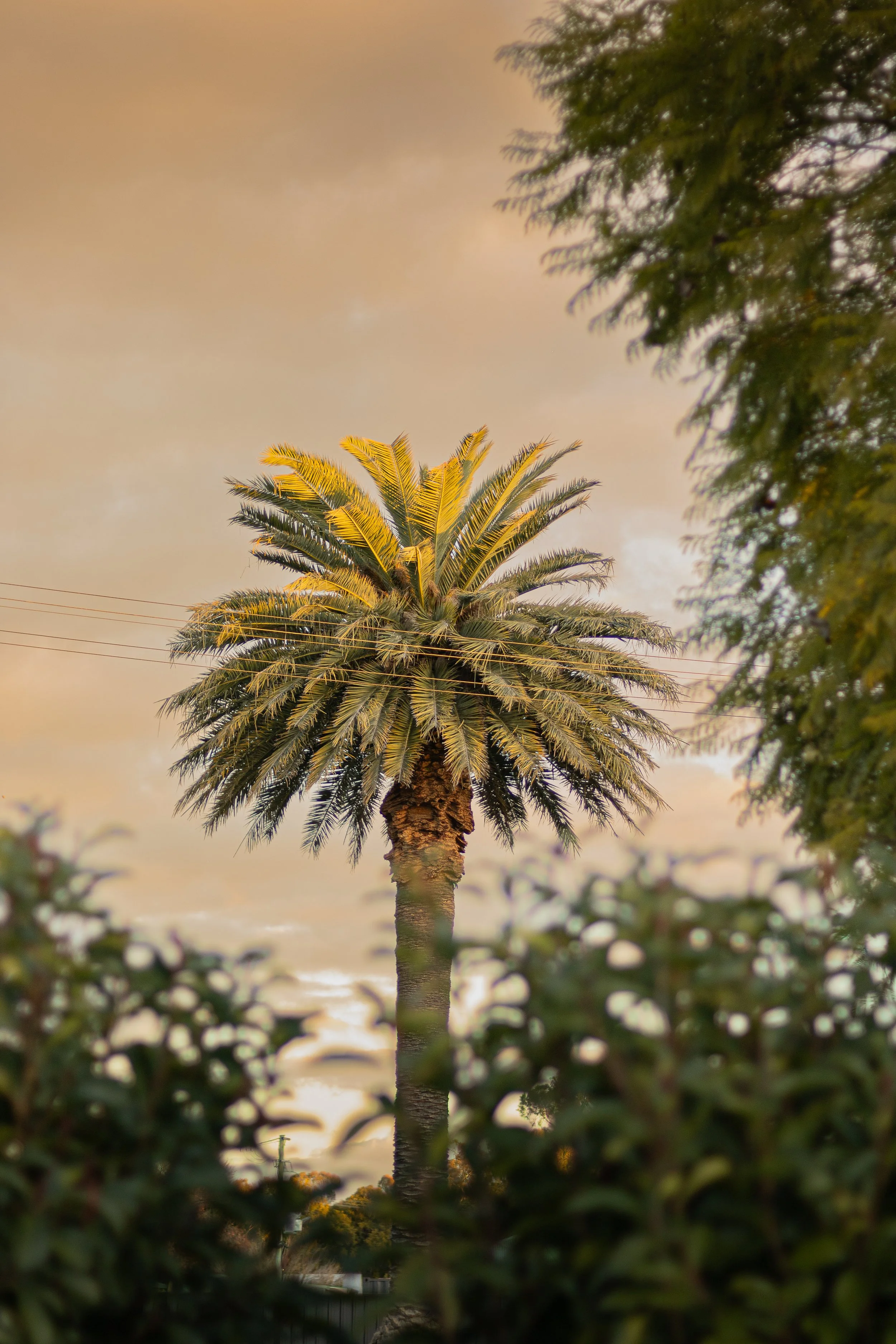 A tall palm tree rising above surrounding greenery during sunset, with a warm, cloudy sky in the background.
