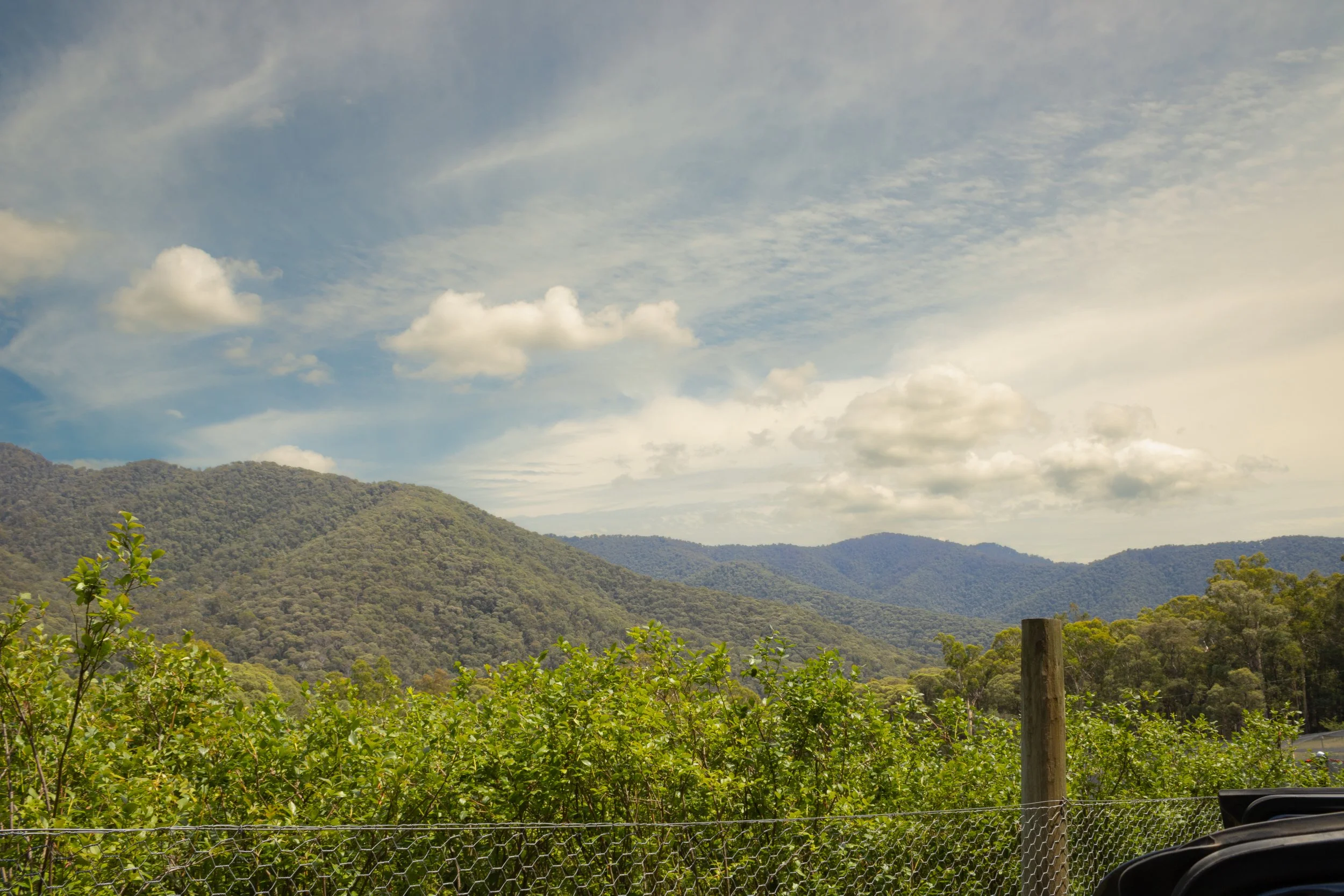 Feathertop Blueberry Farm (Harrietville)