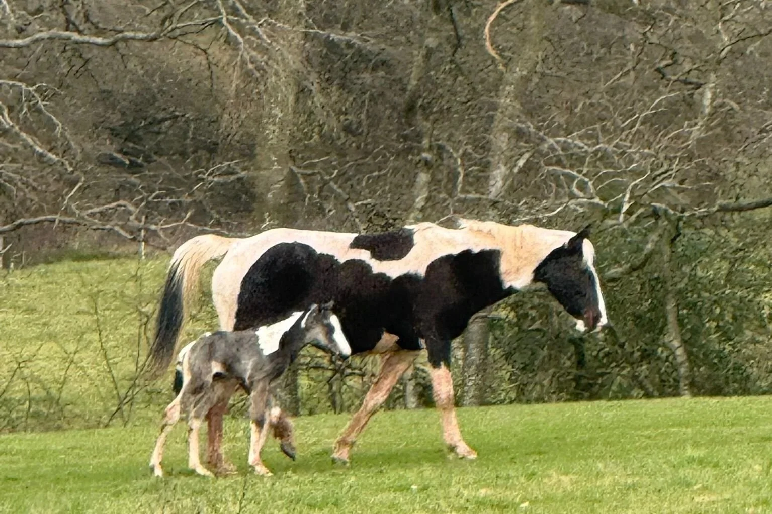 Apollo the Fire Horse, and the five-eyed wisdom of the herd