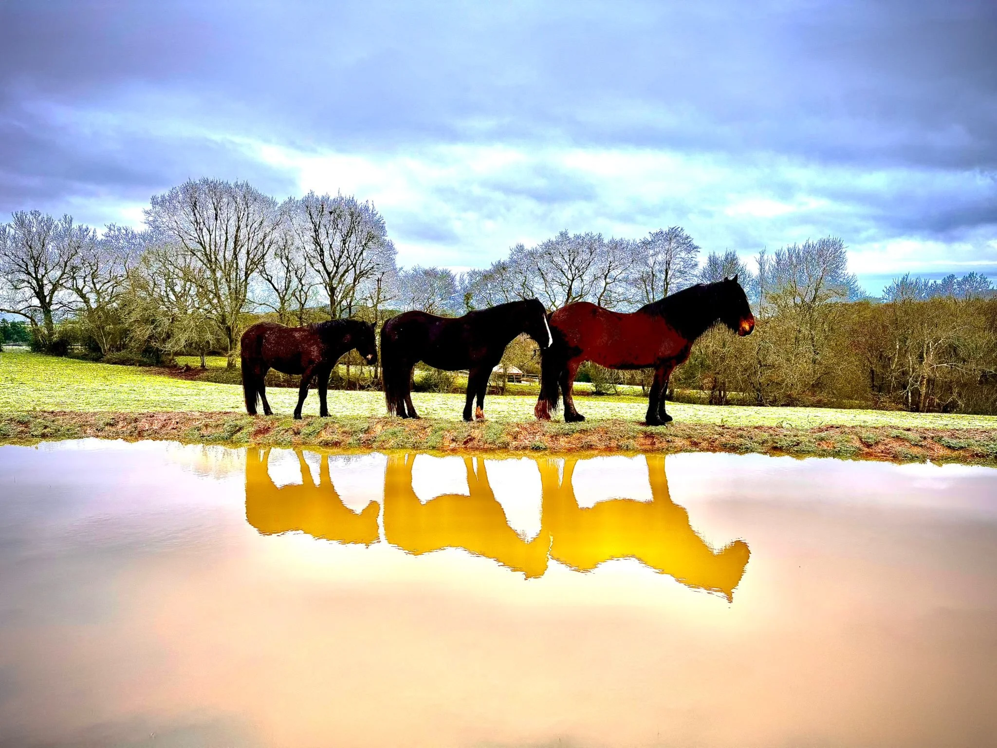 Three male horses standing quietly together on the edge of a pond, with their reflections shown in the water