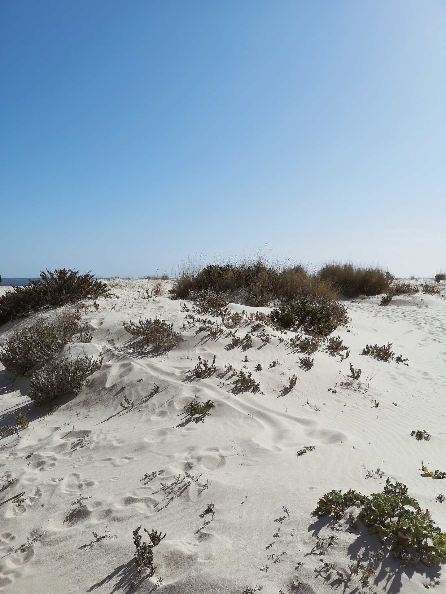 Entre terre et horizon bleu, Monte Abastura est &agrave; seulement 10 minutes de l&rsquo;oc&eacute;an 🌊 le combo parfait #moodocean #sunandfreedom 
.
#naturevibe #perfectplace  #bluemood #beachpath #absolutcalm #natureescape #beachlifestyle #natureh
